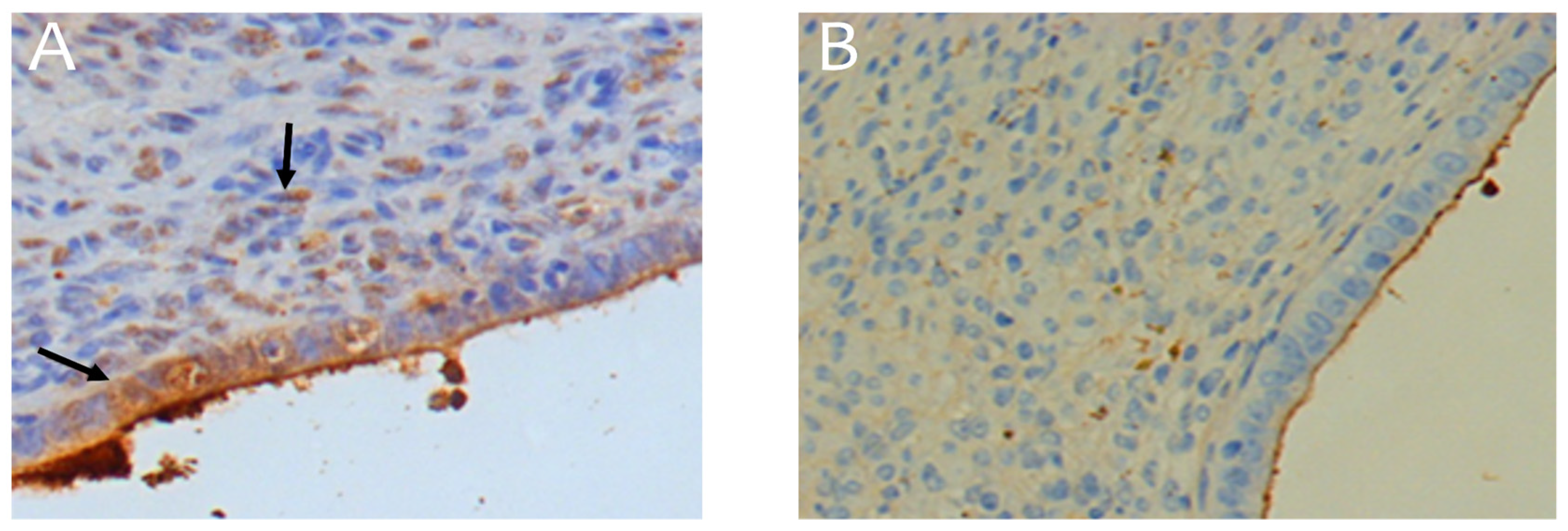 Preprints 141275 g006