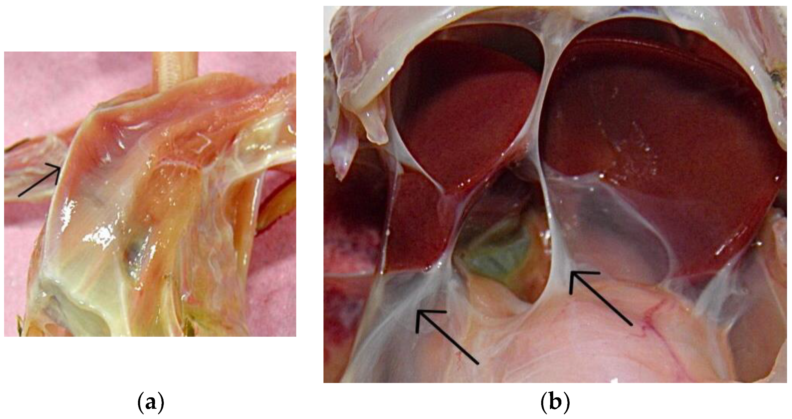 Preprints 79204 g002