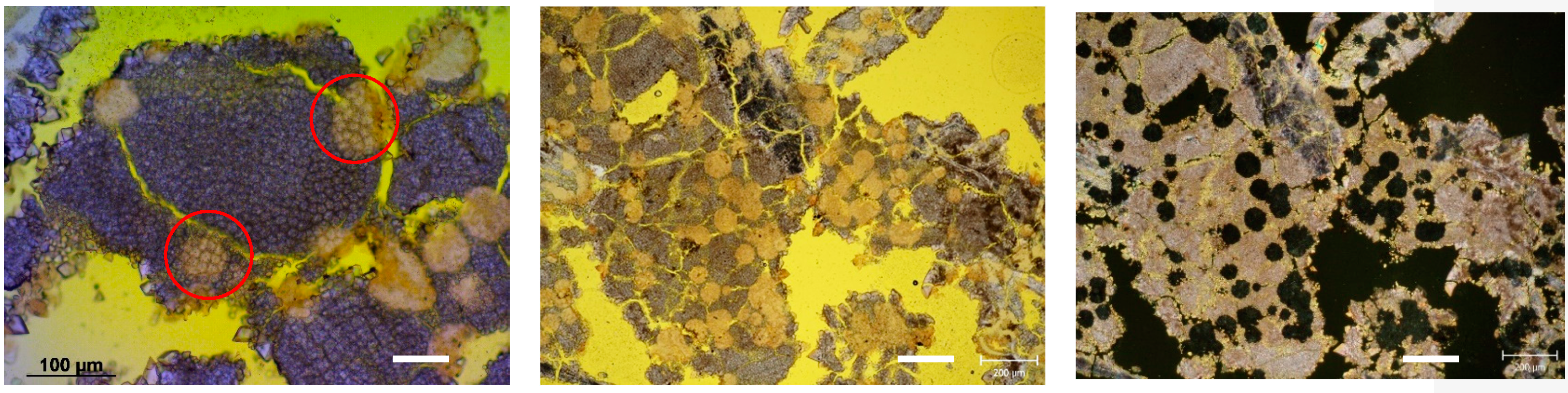 Preprints 142683 g010