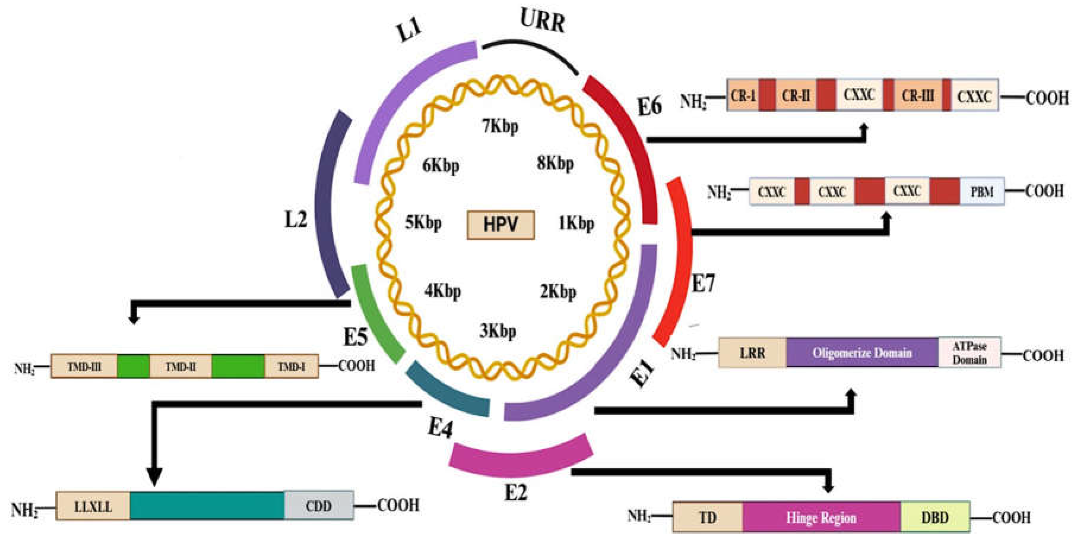 Preprints 144665 g002