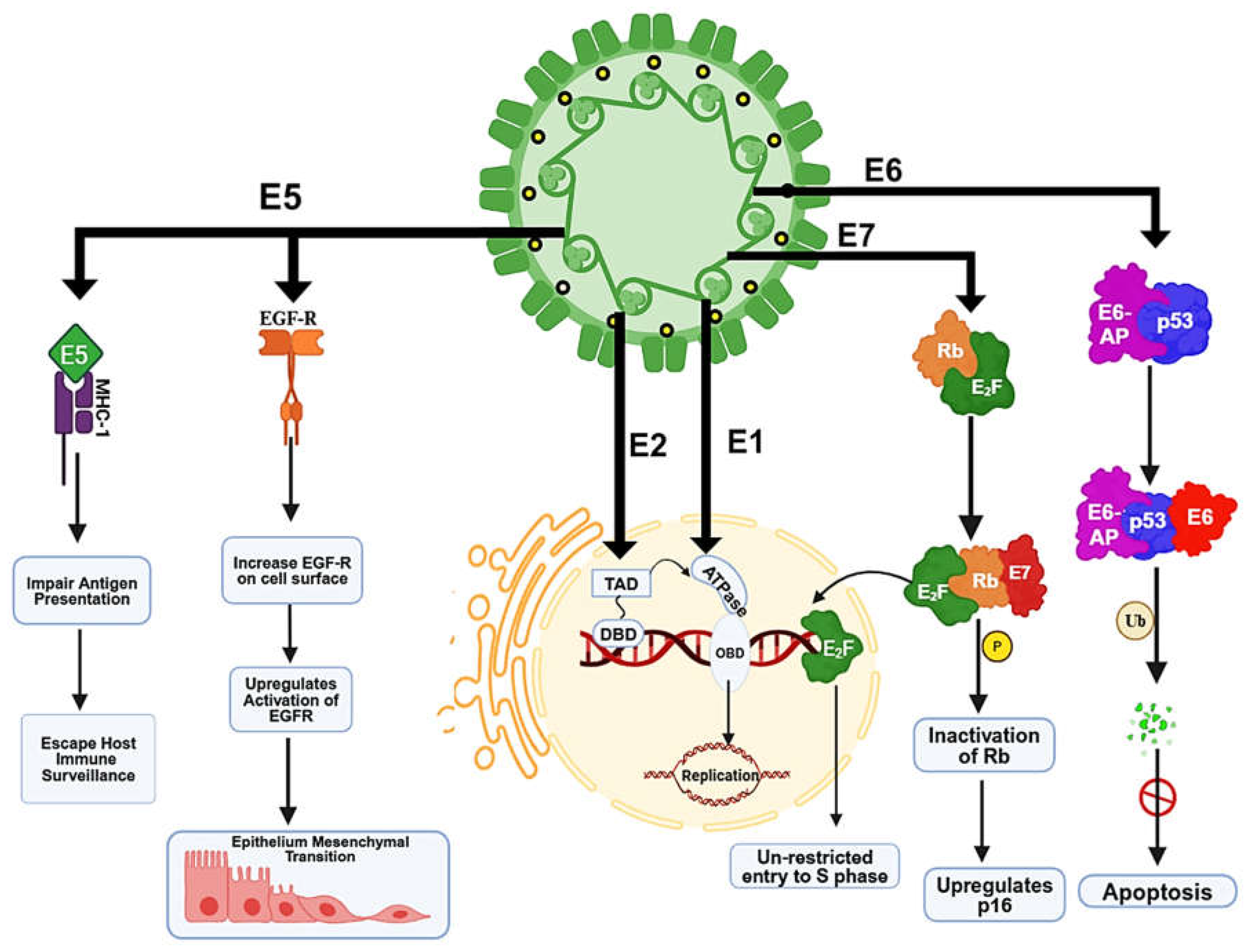 Preprints 144665 g003