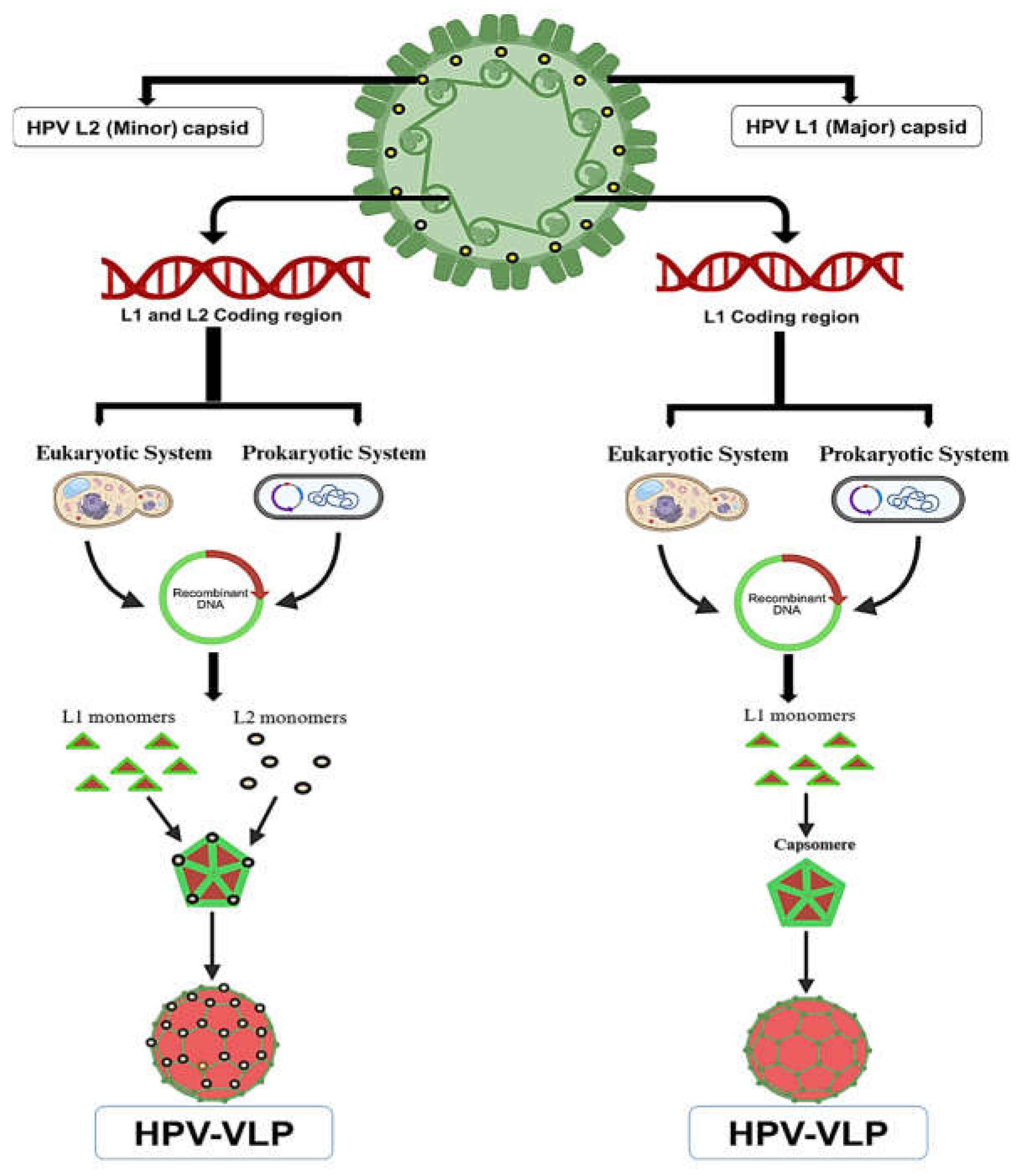 Preprints 144665 g005