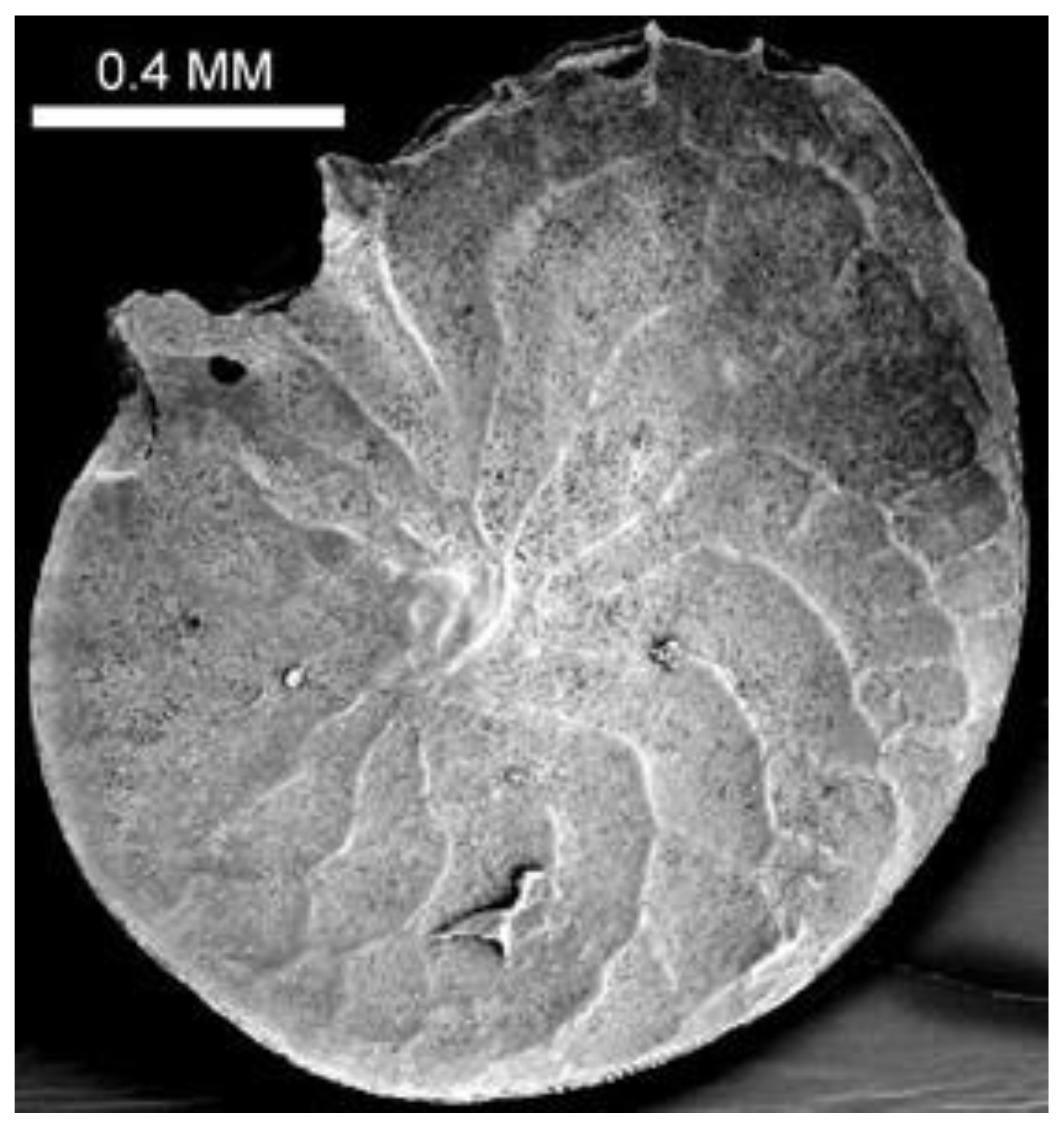 Preprints 145382 g001