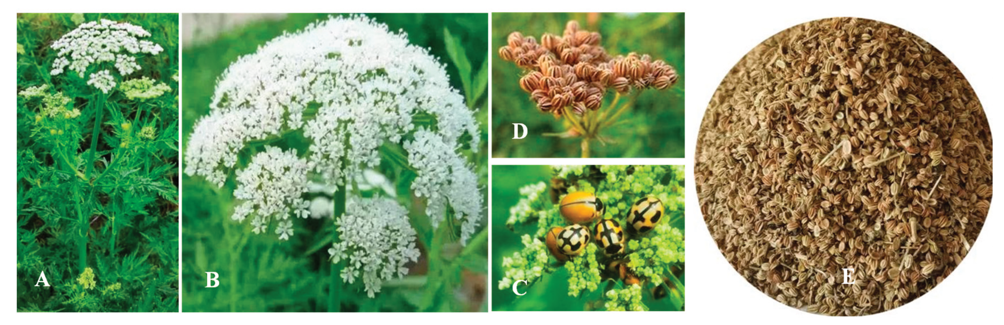 Preprints 190170 g001