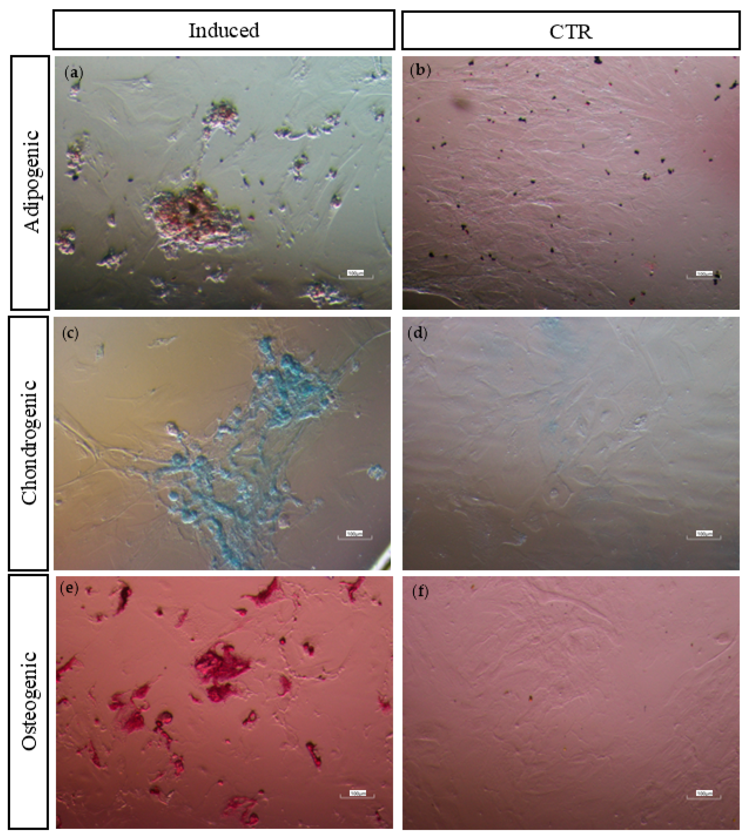 Preprints 154462 g006