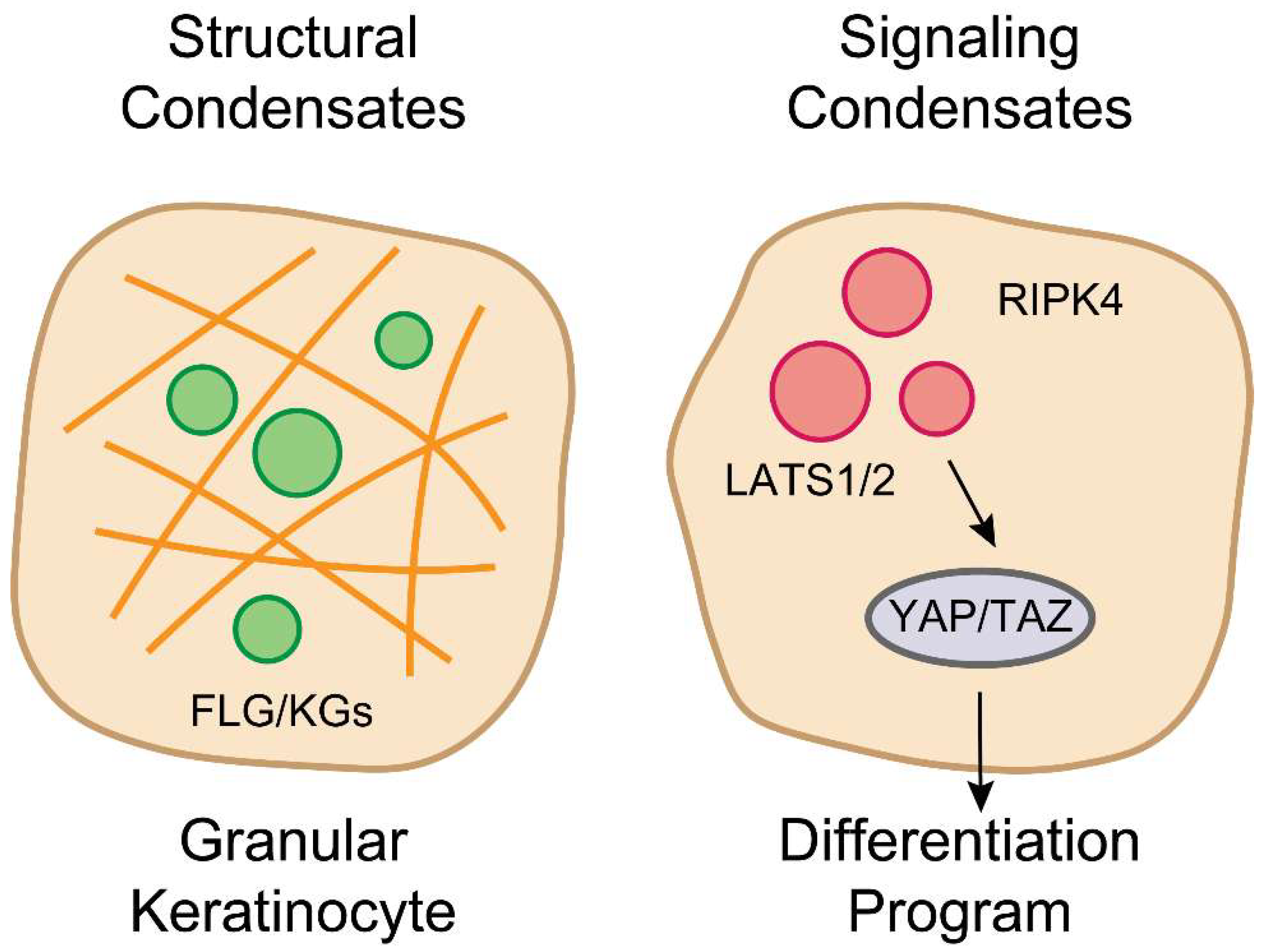Preprints 171558 g002