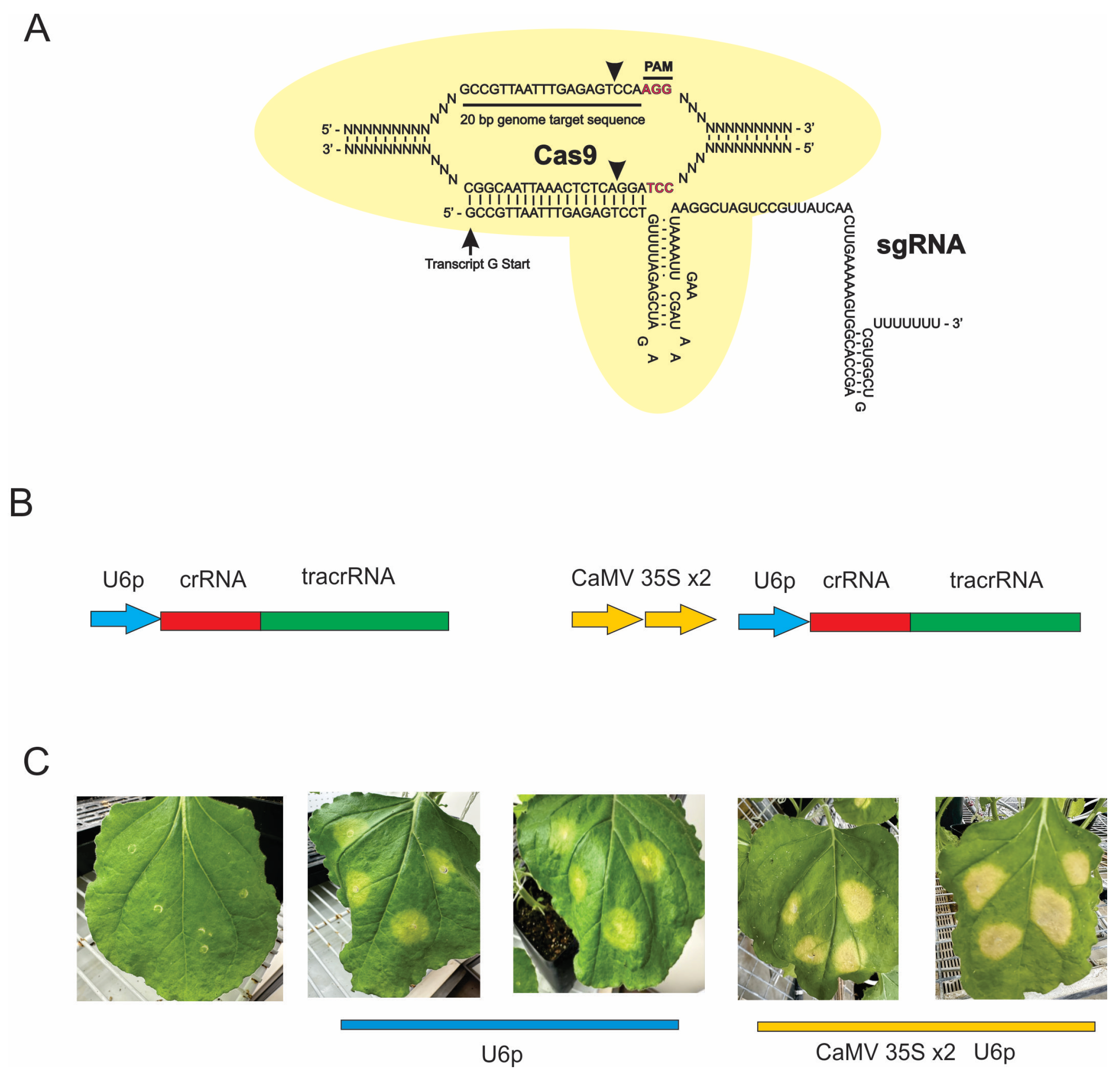 Preprints 206248 g002 Preprints 206248 g002