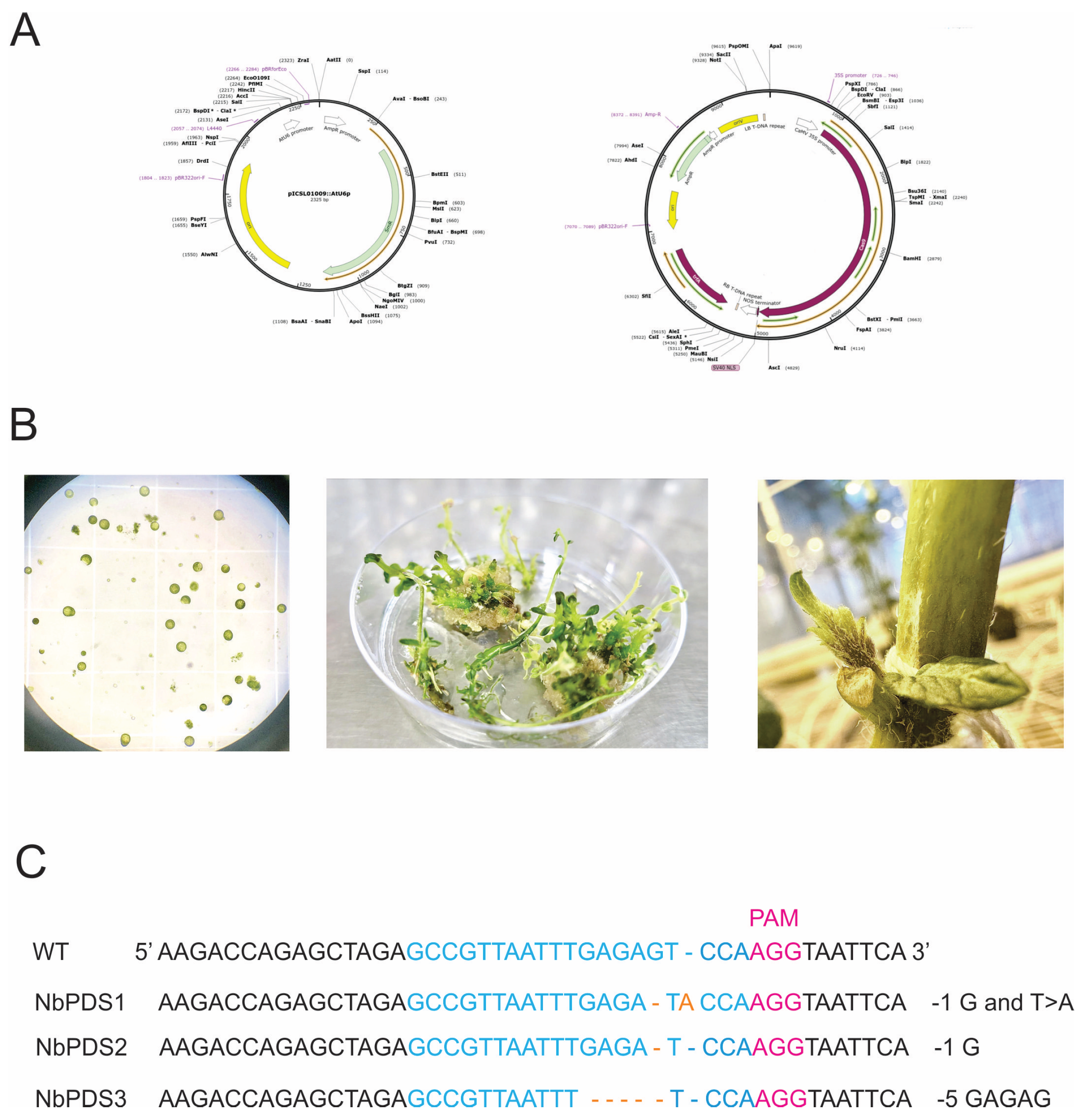 Preprints 206248 g003 Preprints 206248 g003