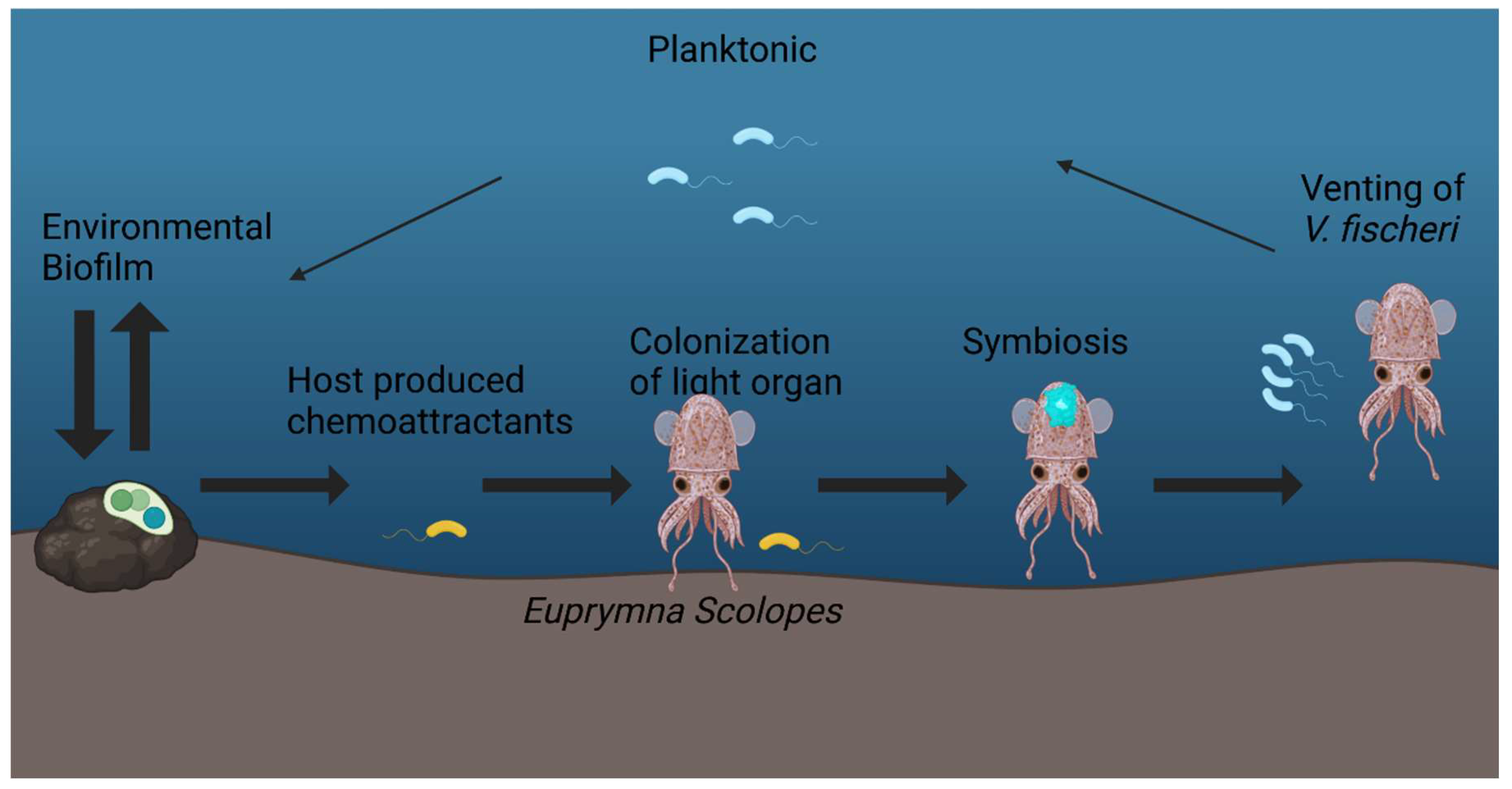 Preprints 155982 g001