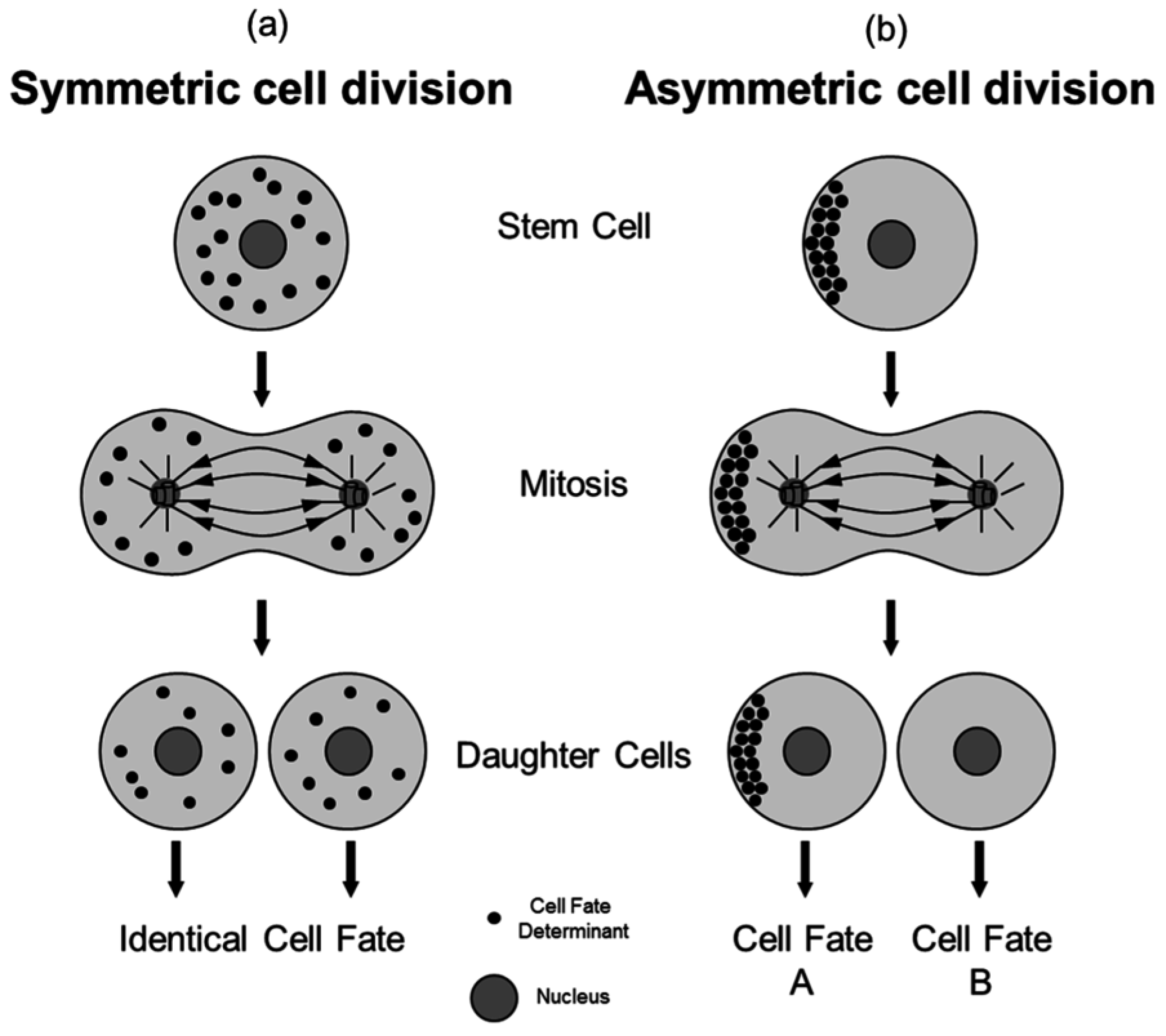 Preprints 151384 g001