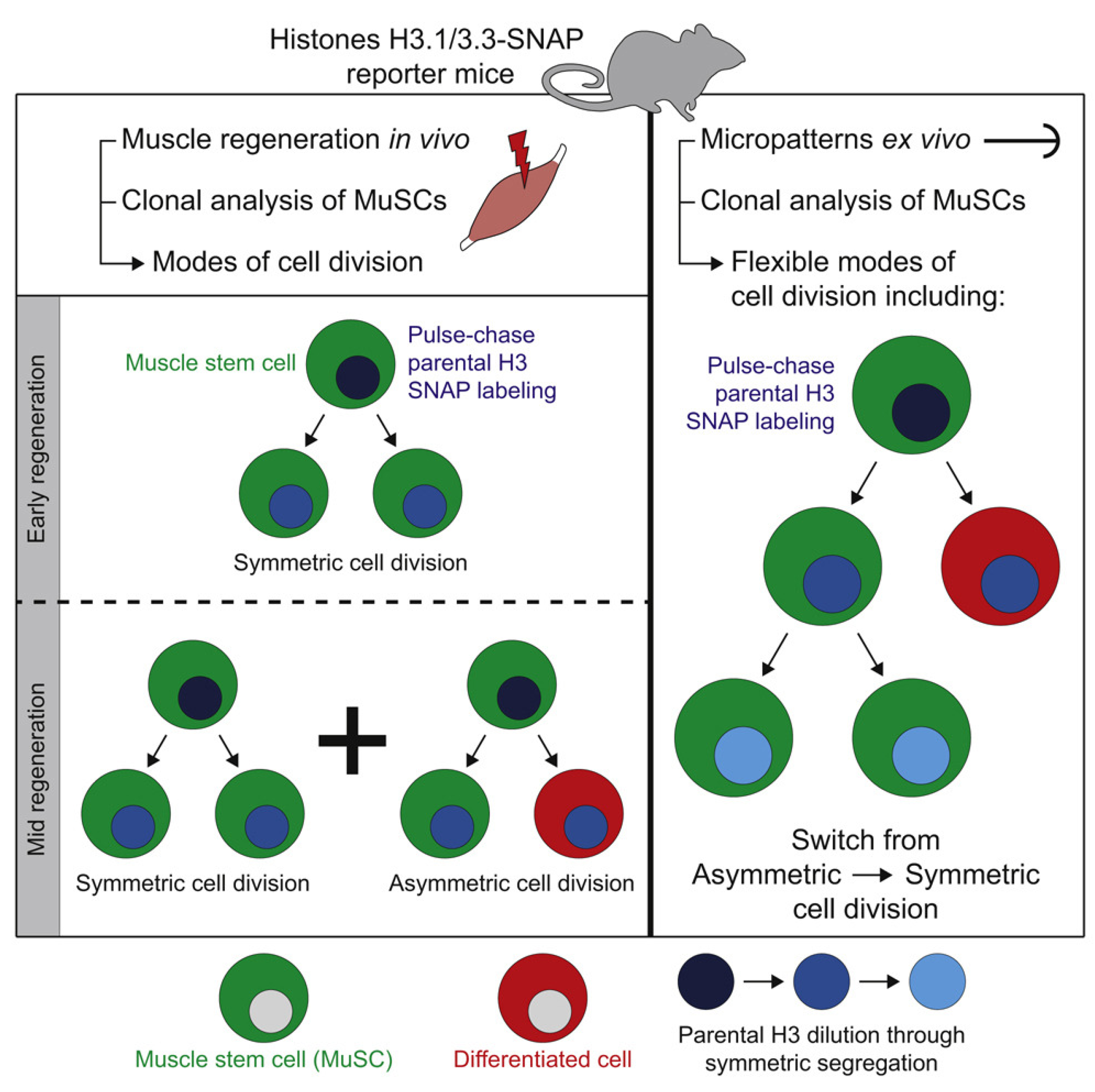 Preprints 151384 g003
