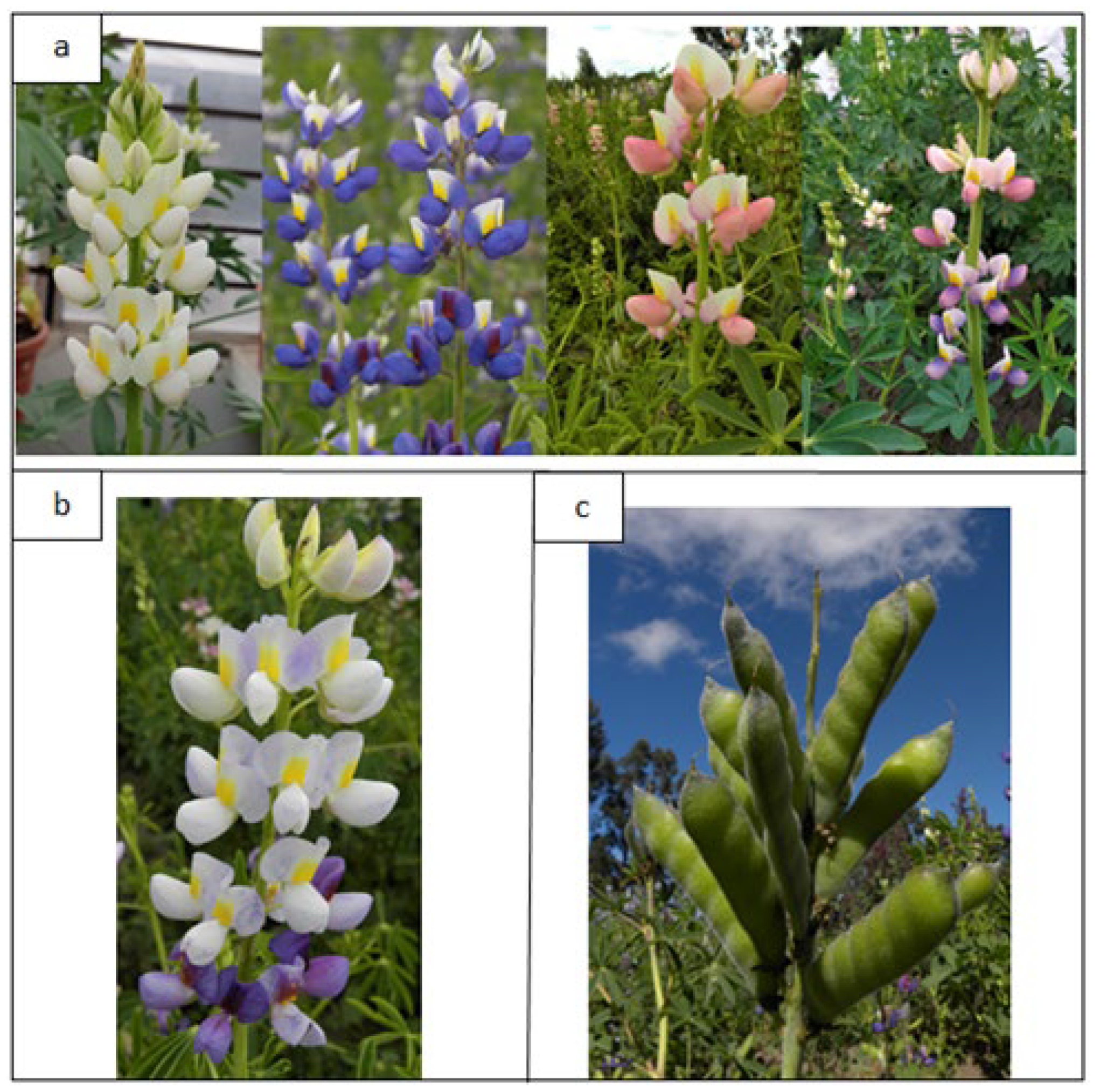 Preprints 86921 g002