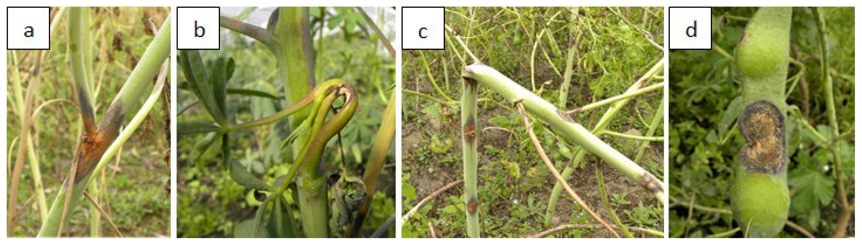 Preprints 86921 g005