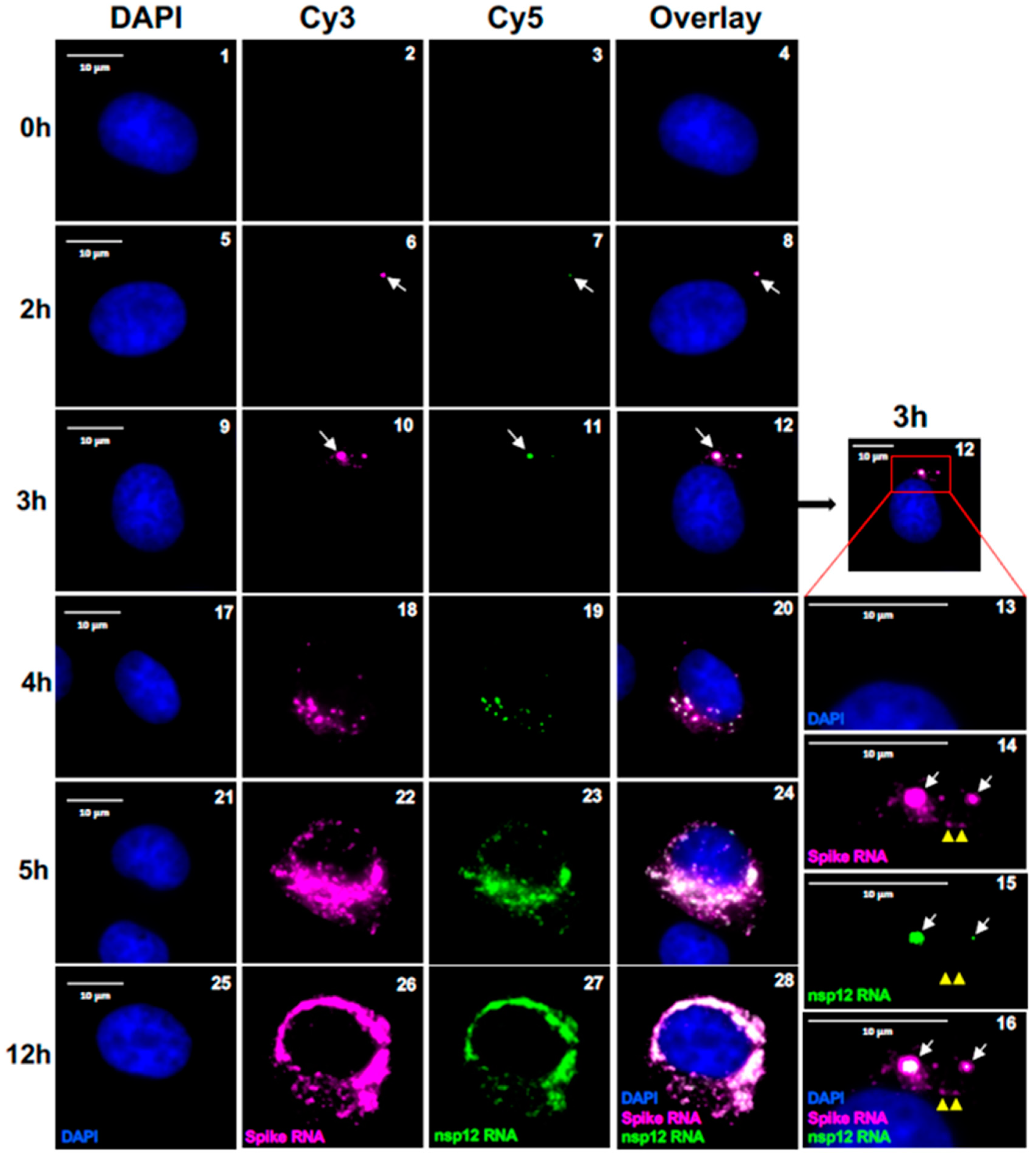 Preprints 96771 g004