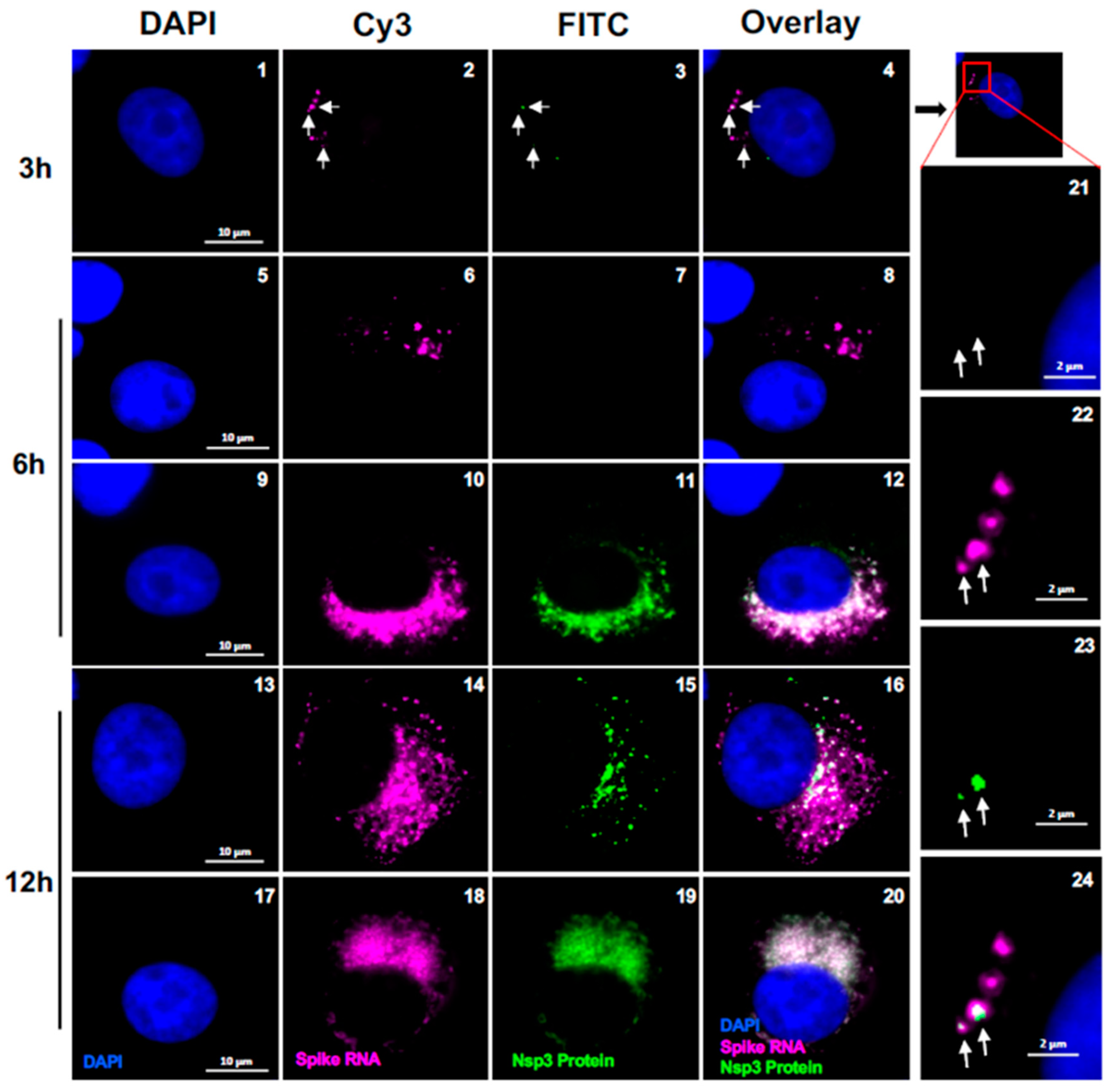Preprints 96771 g006
