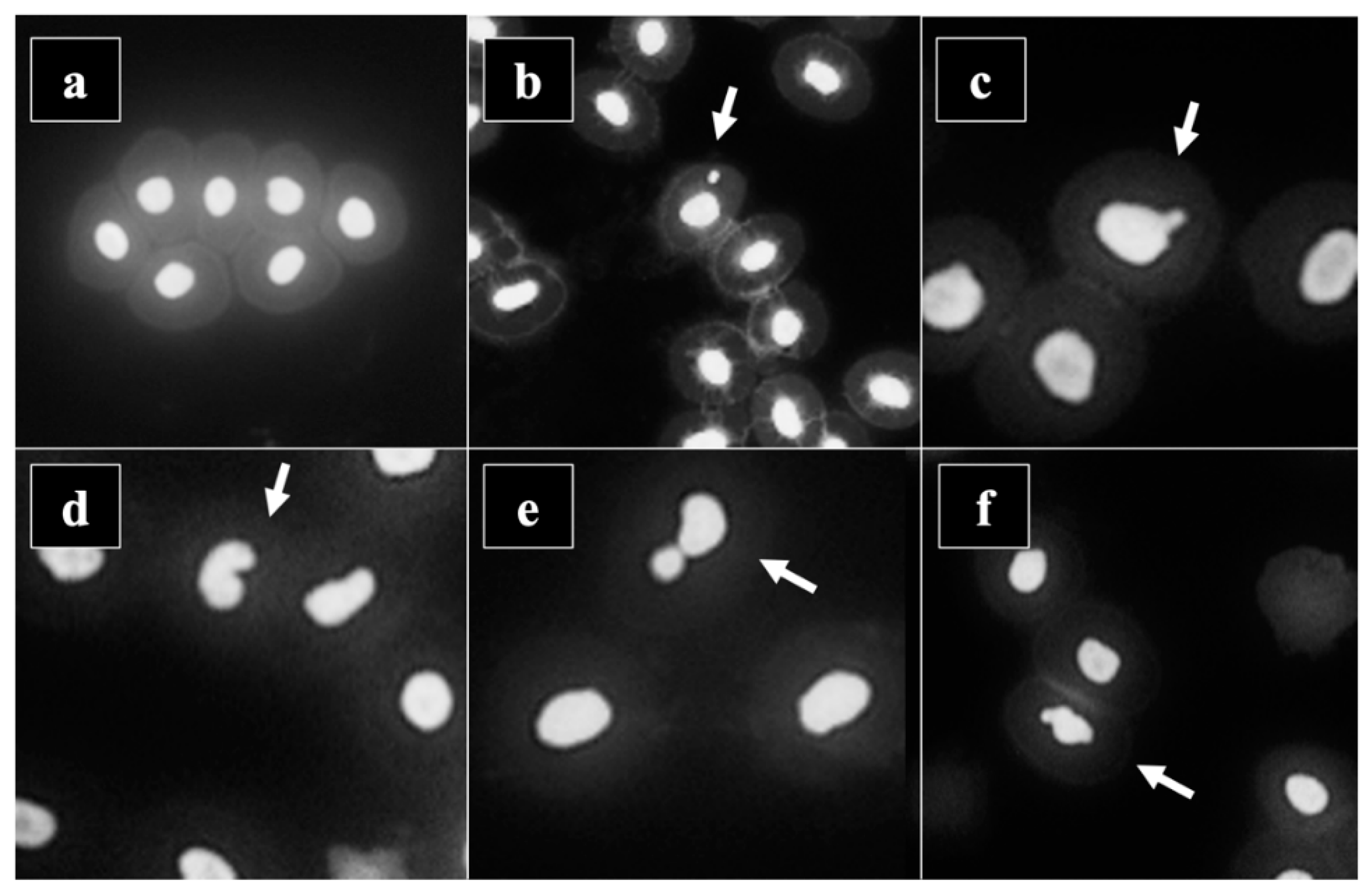 Preprints 138742 g003