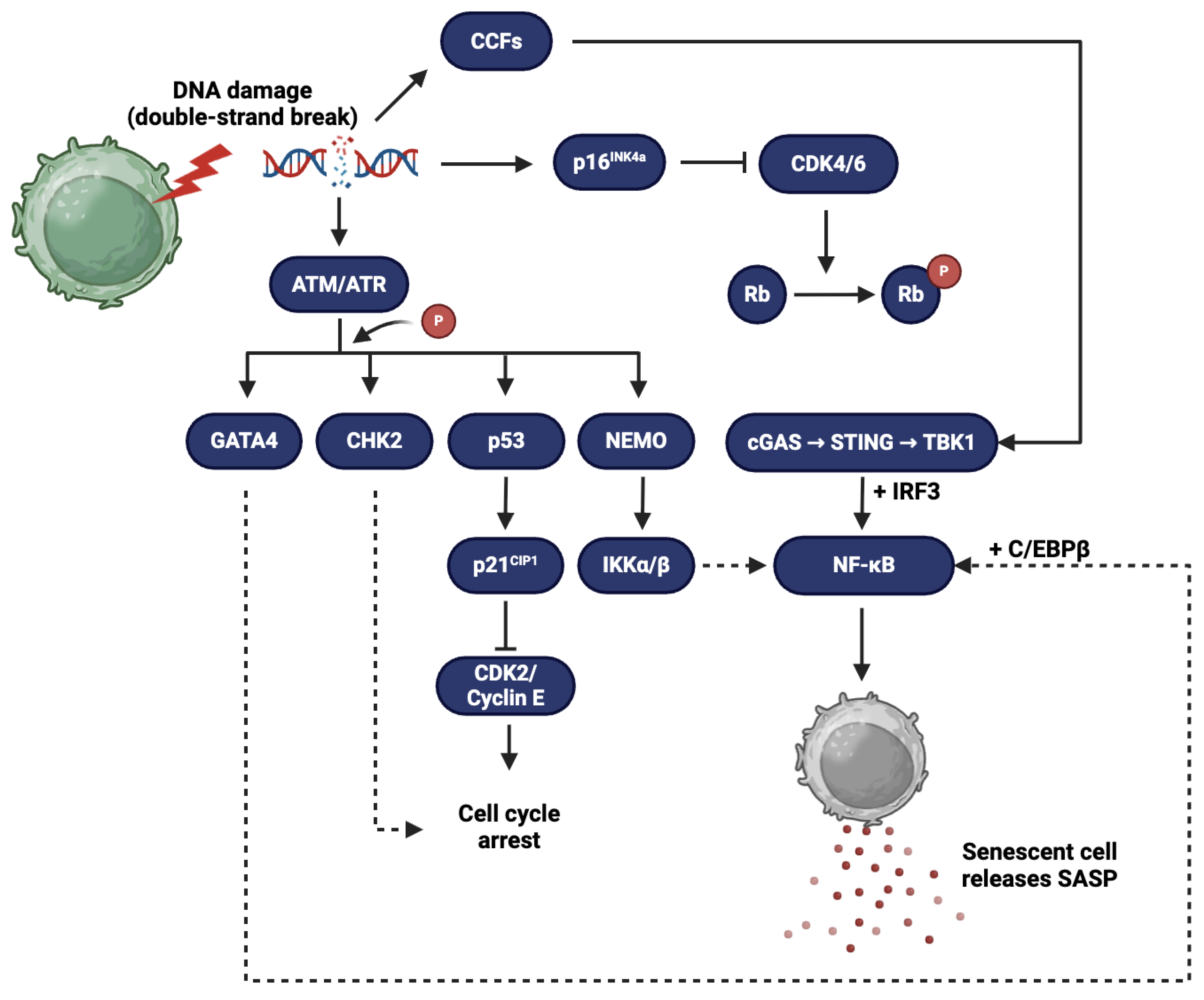 Preprints 173249 g001
