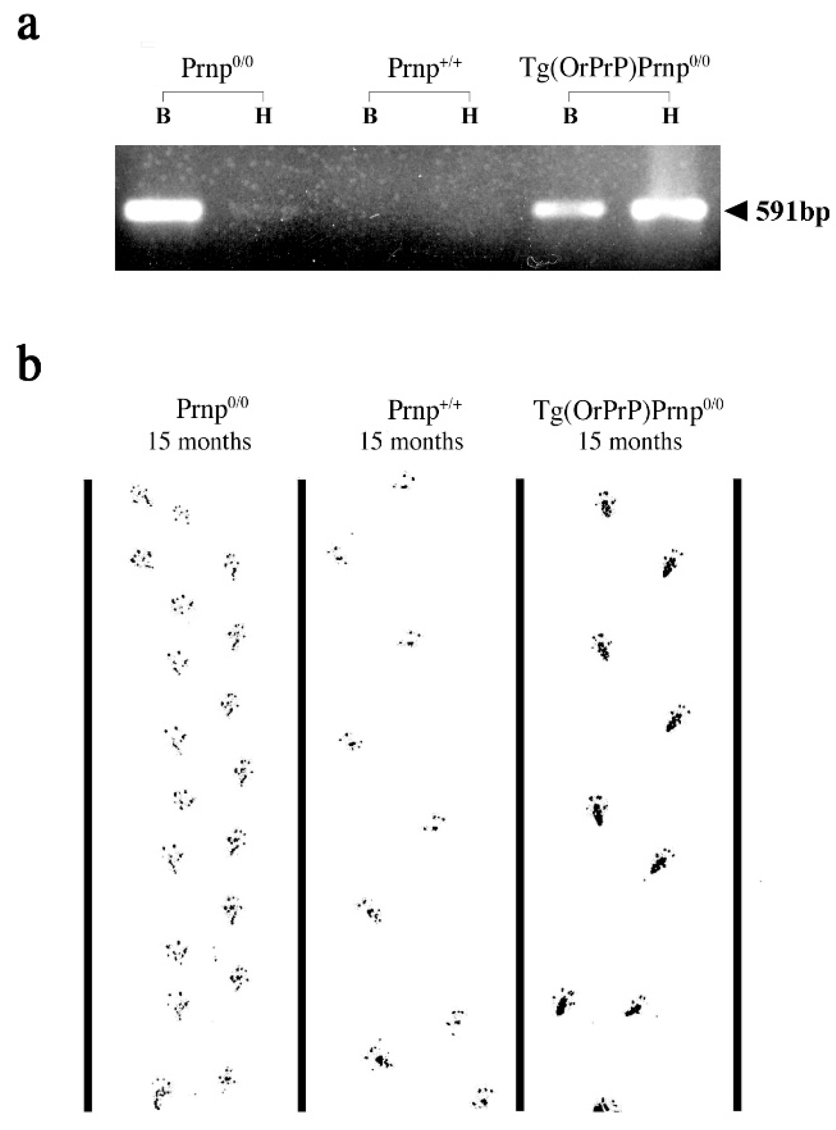 Preprints 188003 g006