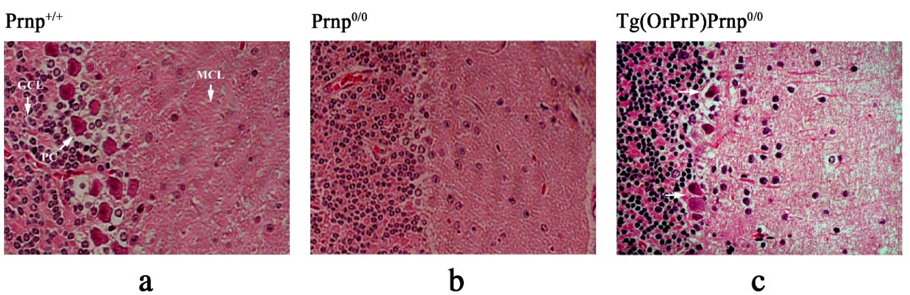 Preprints 188003 g007