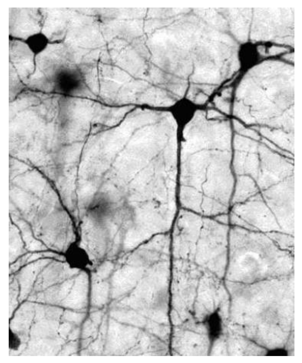 Preprints 143448 g011
