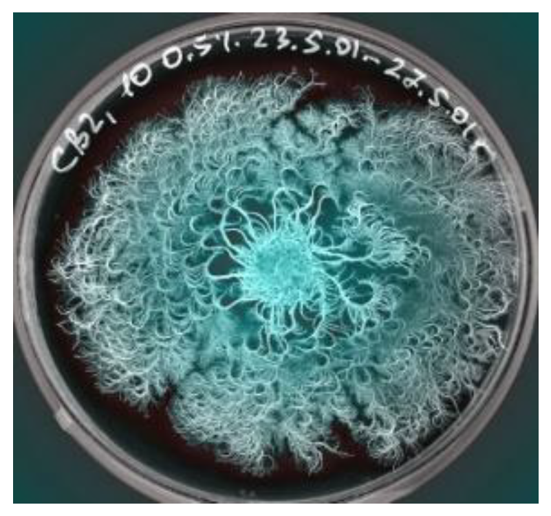 Preprints 143448 g063