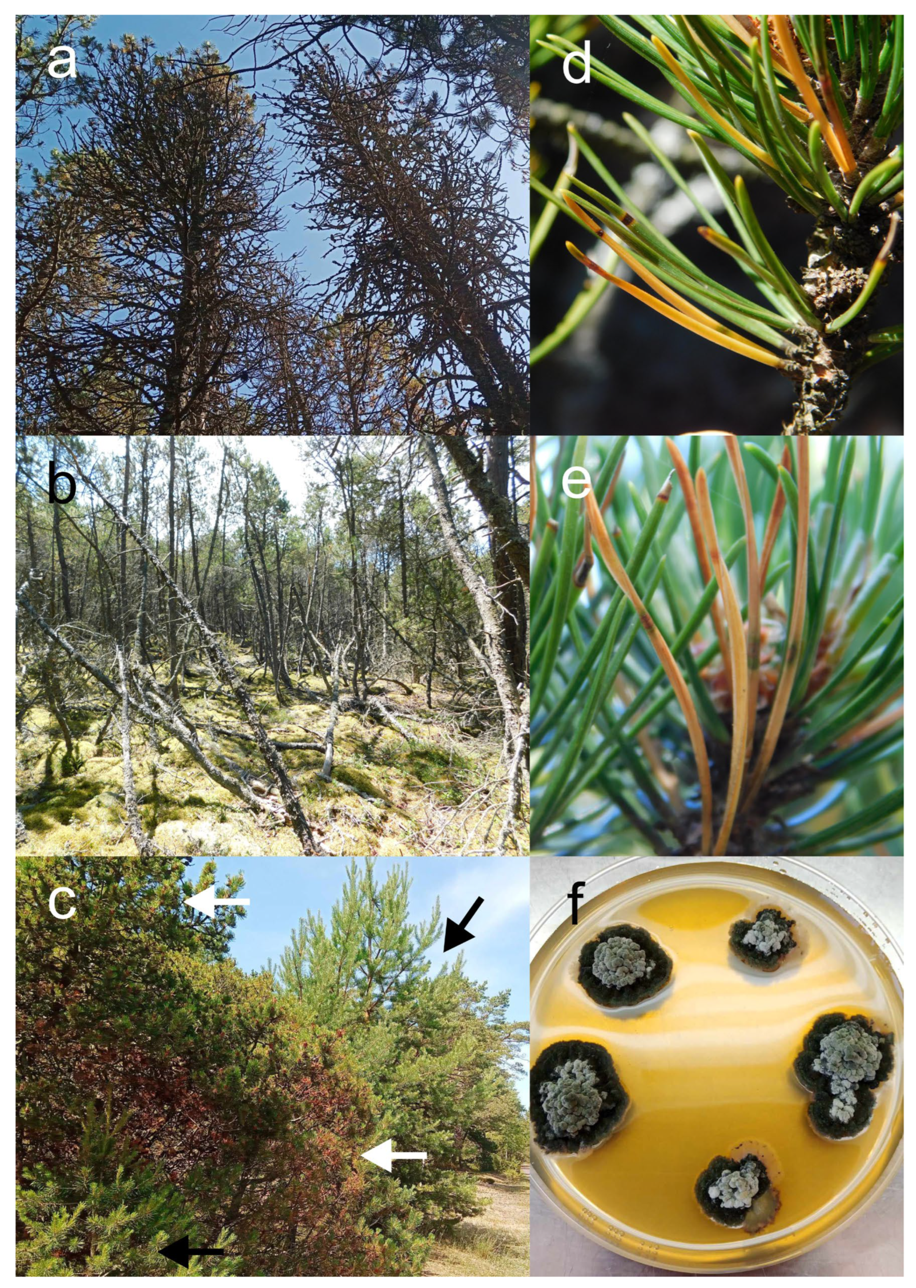 Preprints 182072 g002