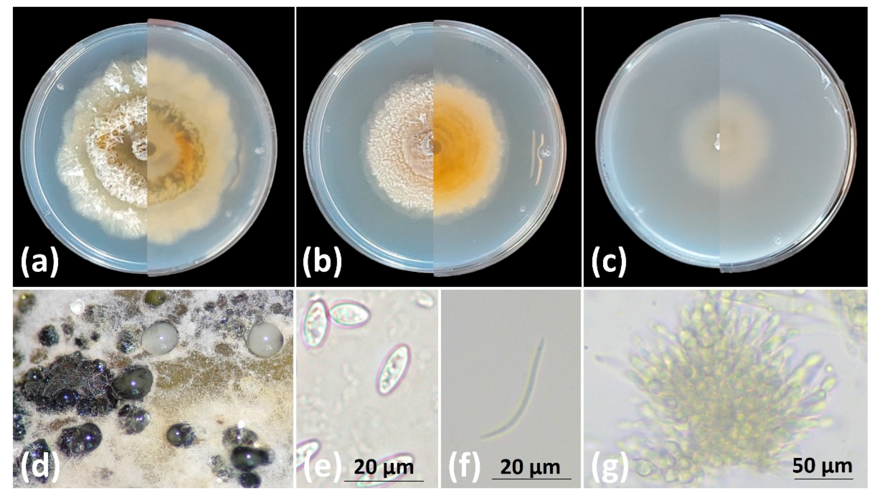 Preprints 177714 g004