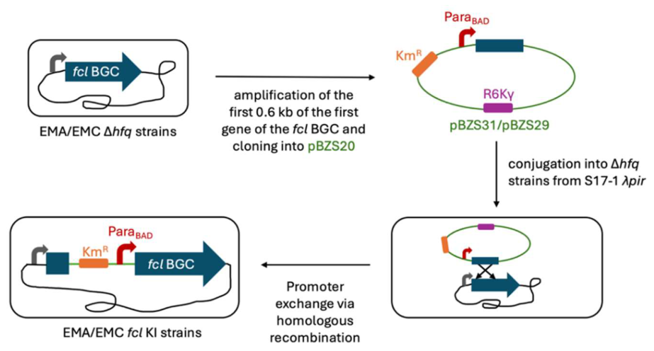 Preprints 227322 g001 Preprints 227322 g001