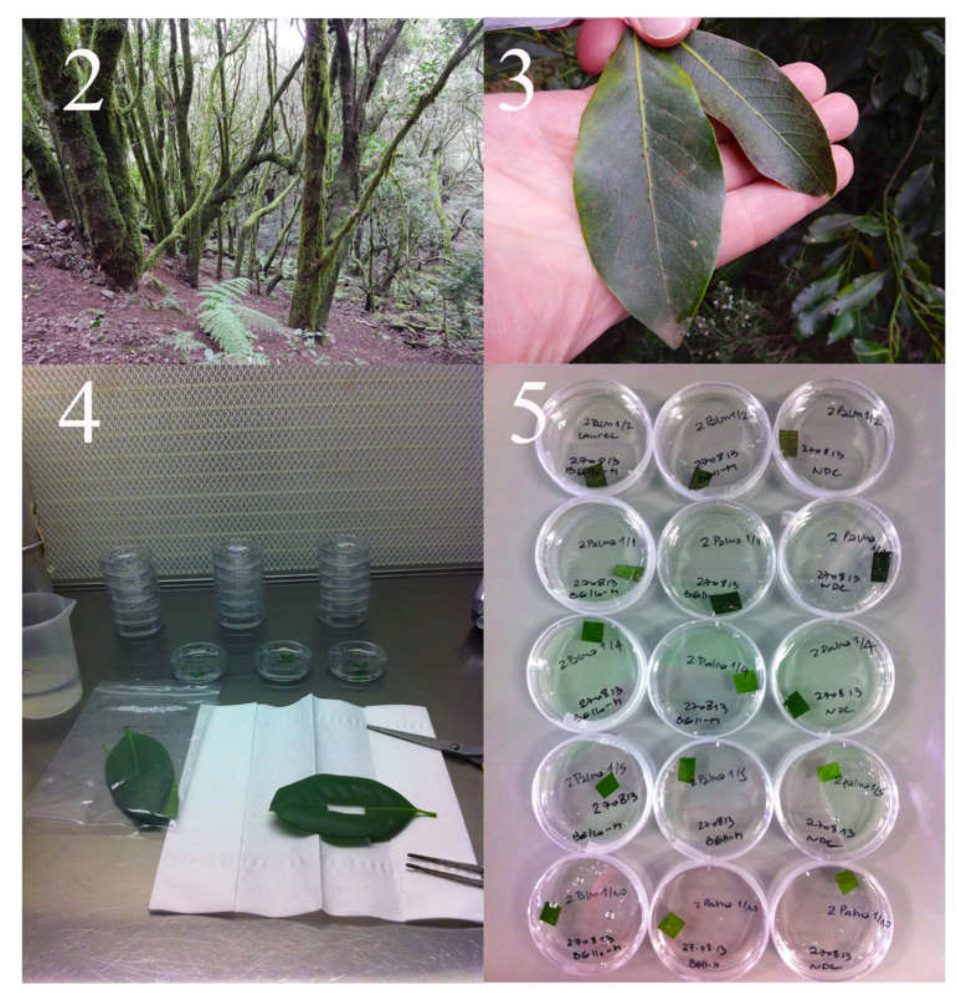 Preprints 138836 g002