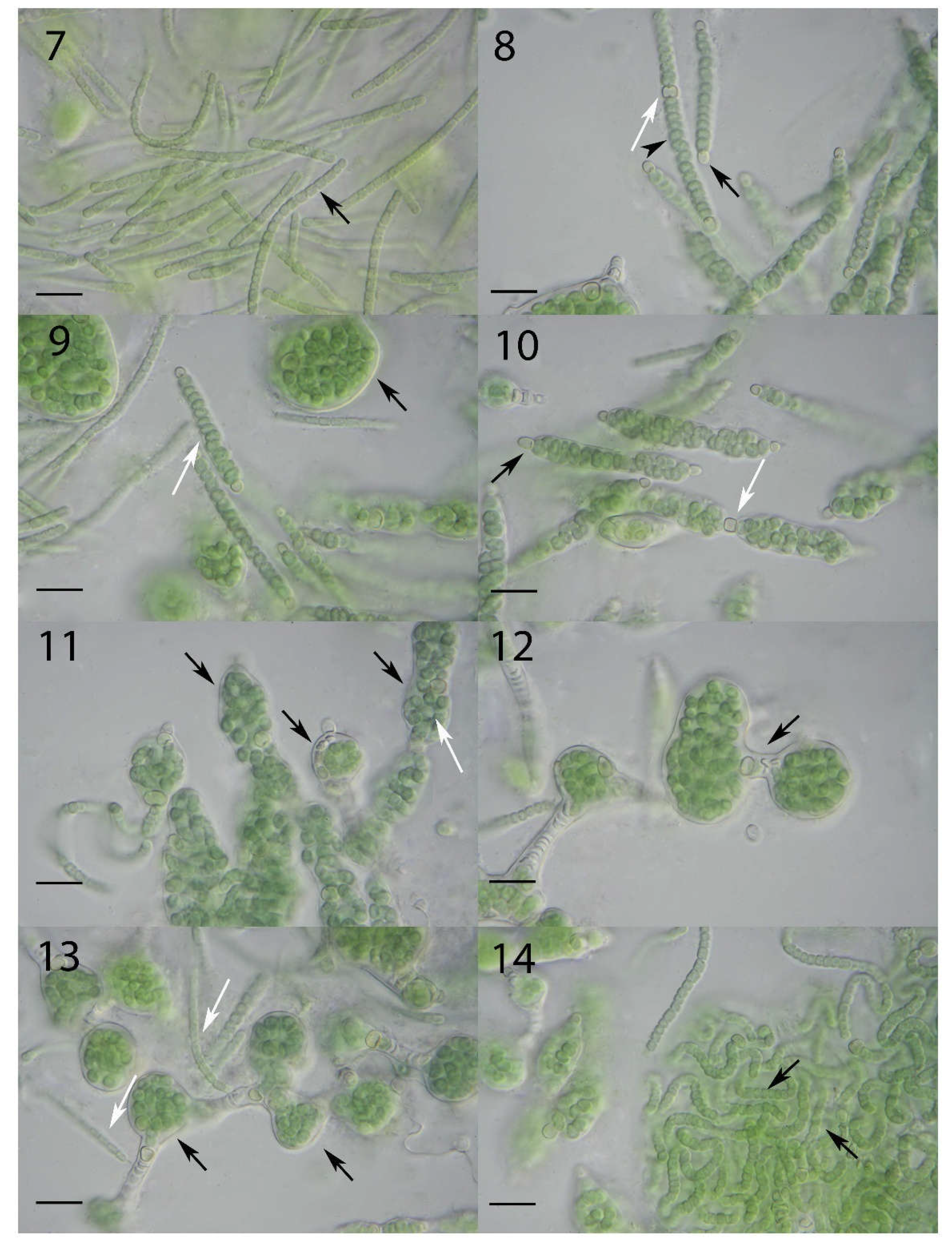 Preprints 138836 g004