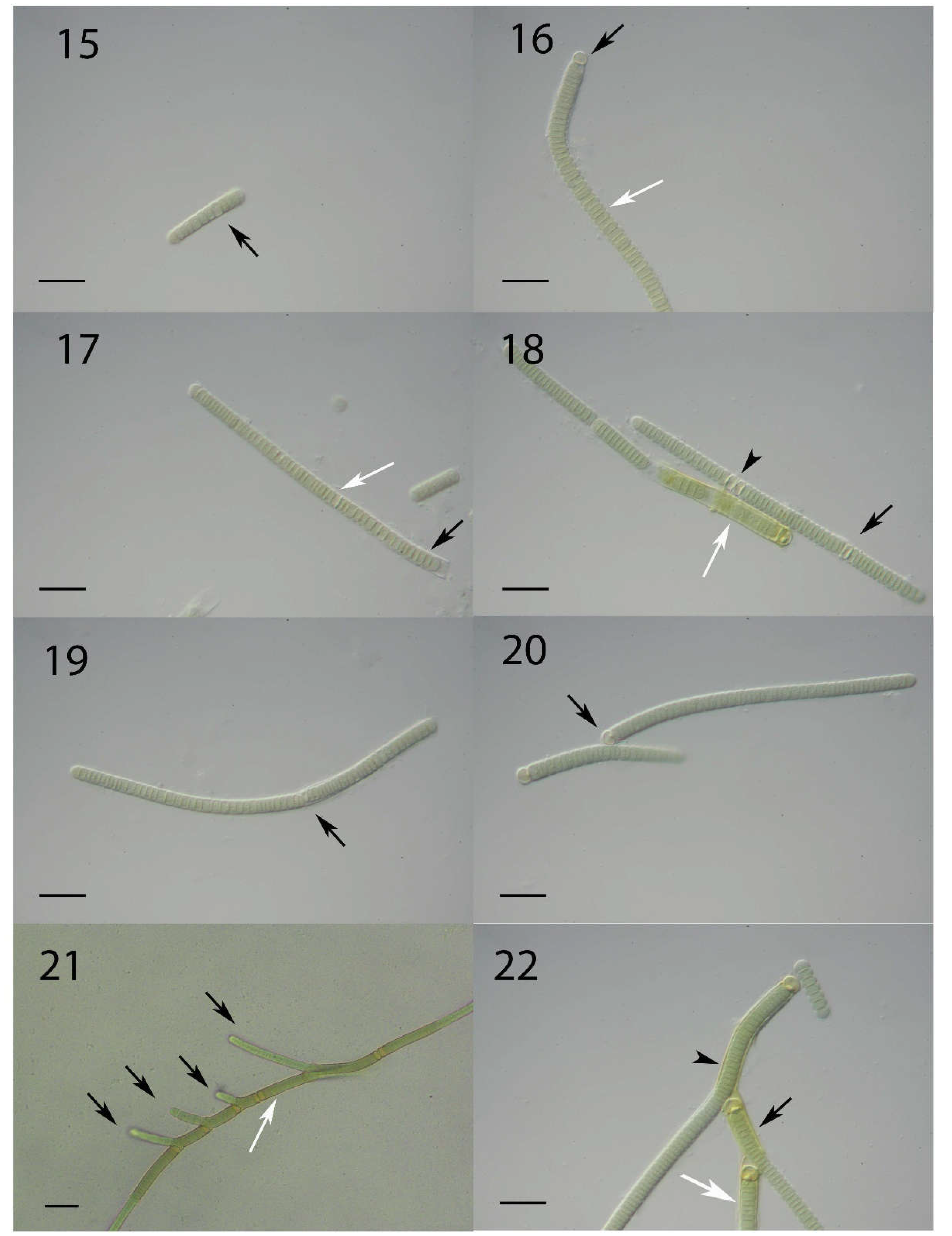Preprints 138836 g005