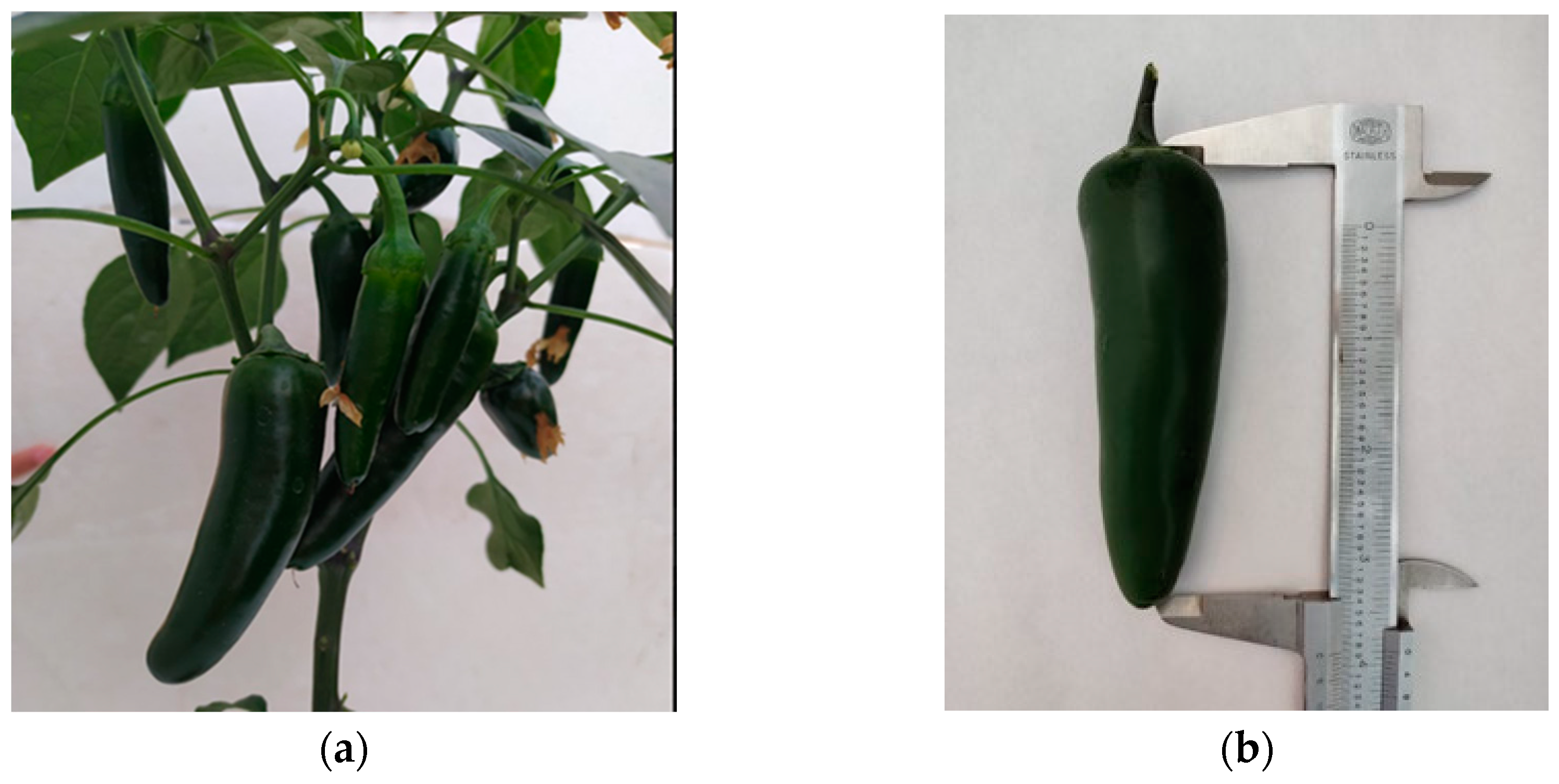 Preprints 92285 g002