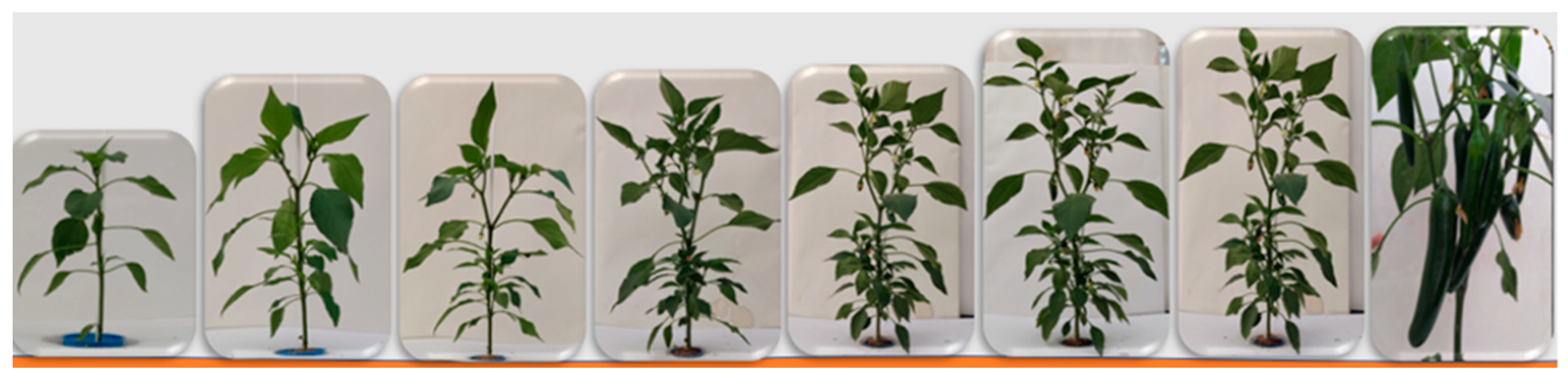 Preprints 92285 g012