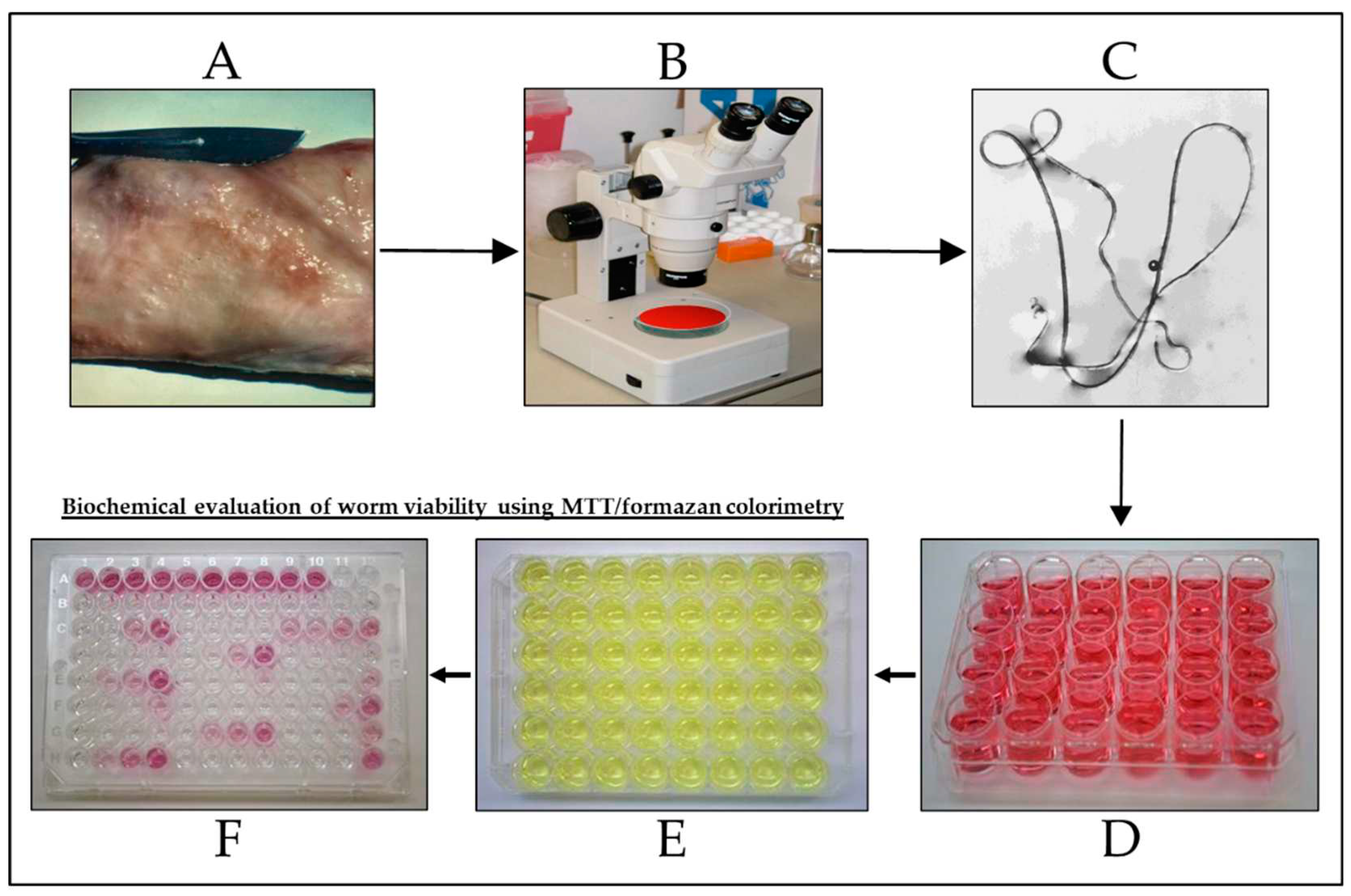 Preprints 91118 g001