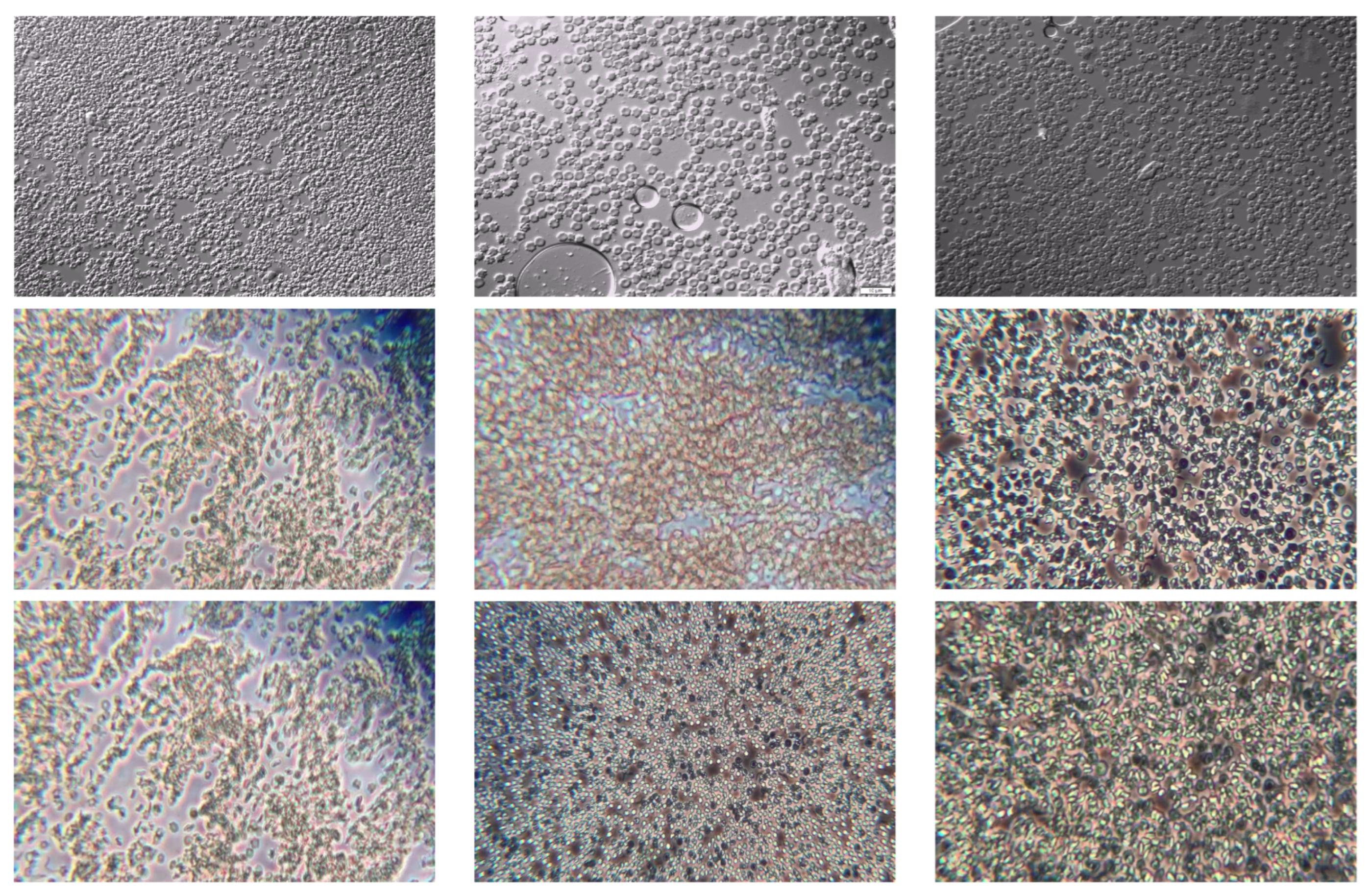 Preprints 152892 g001