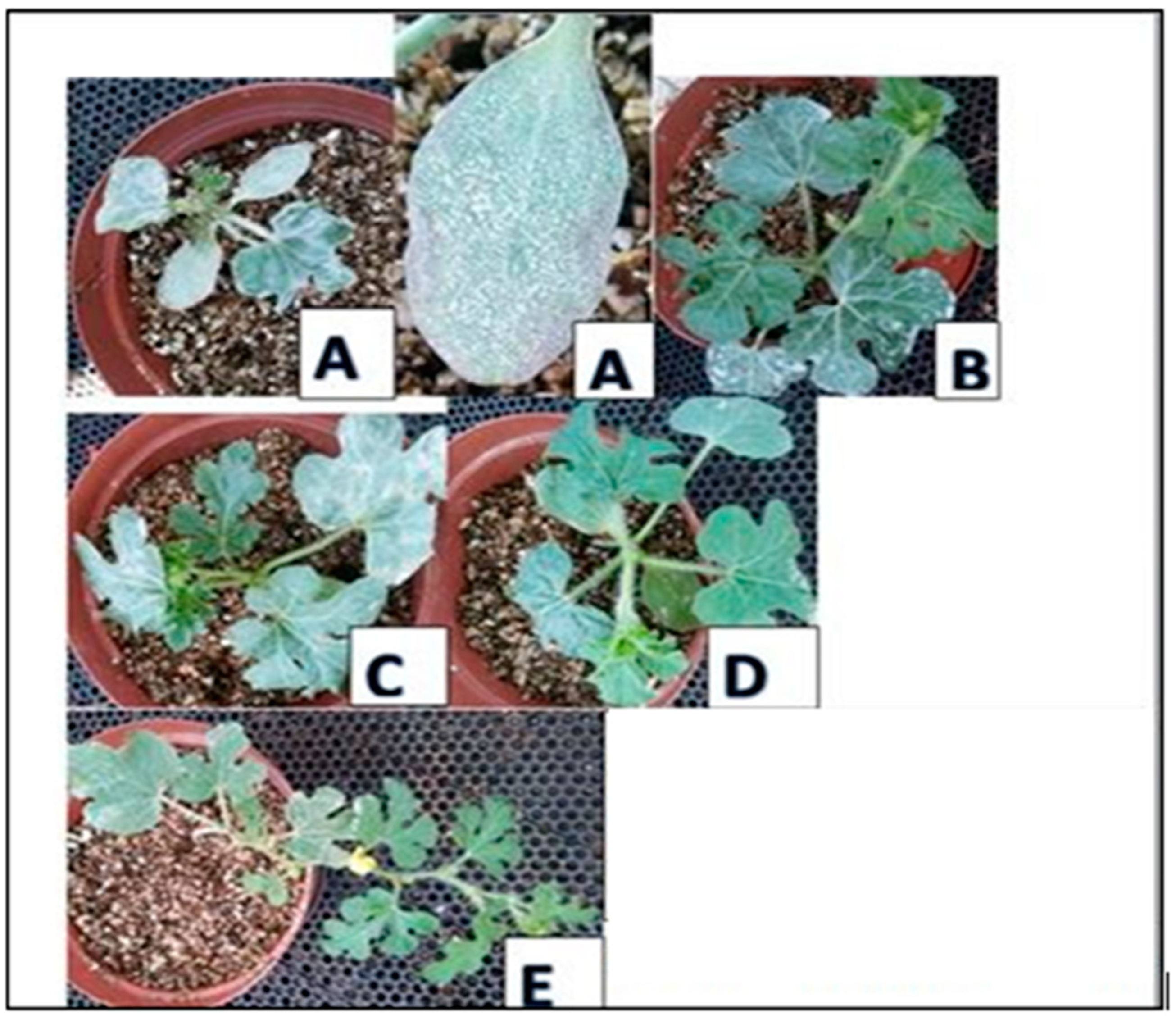 Preprints 153874 g001