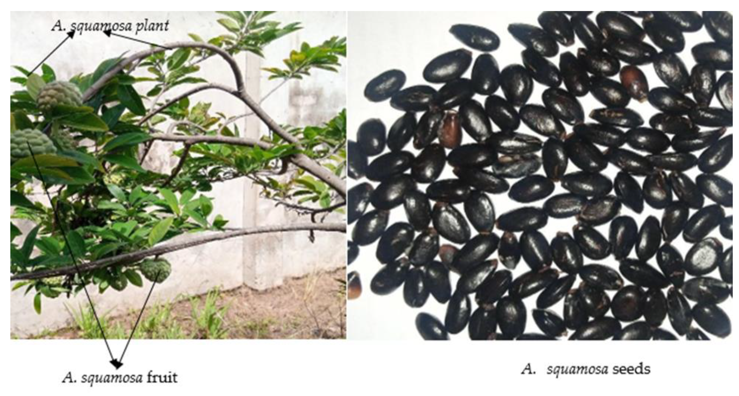 Preprints 149813 g001