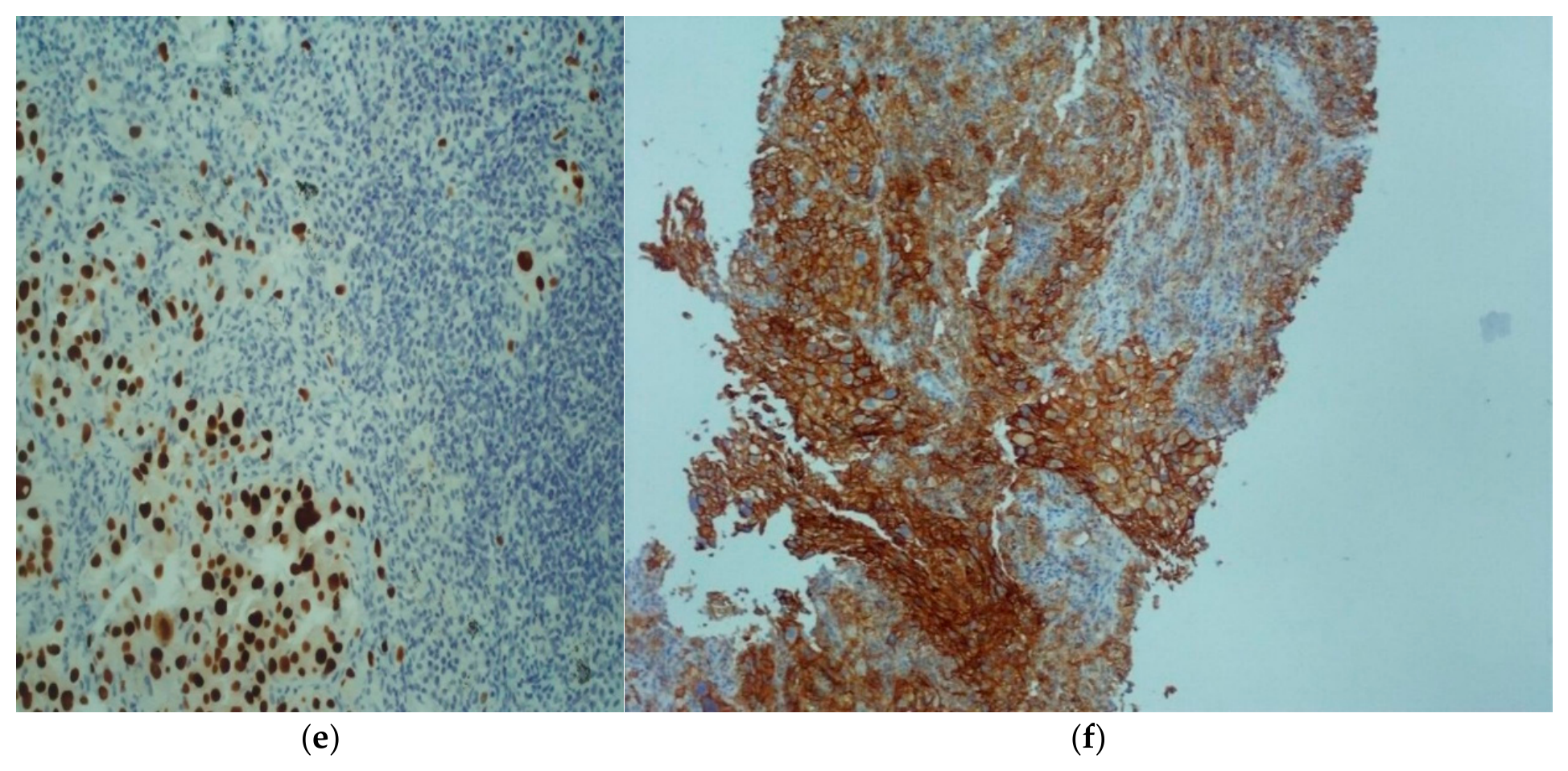 Preprints 233304 g002b