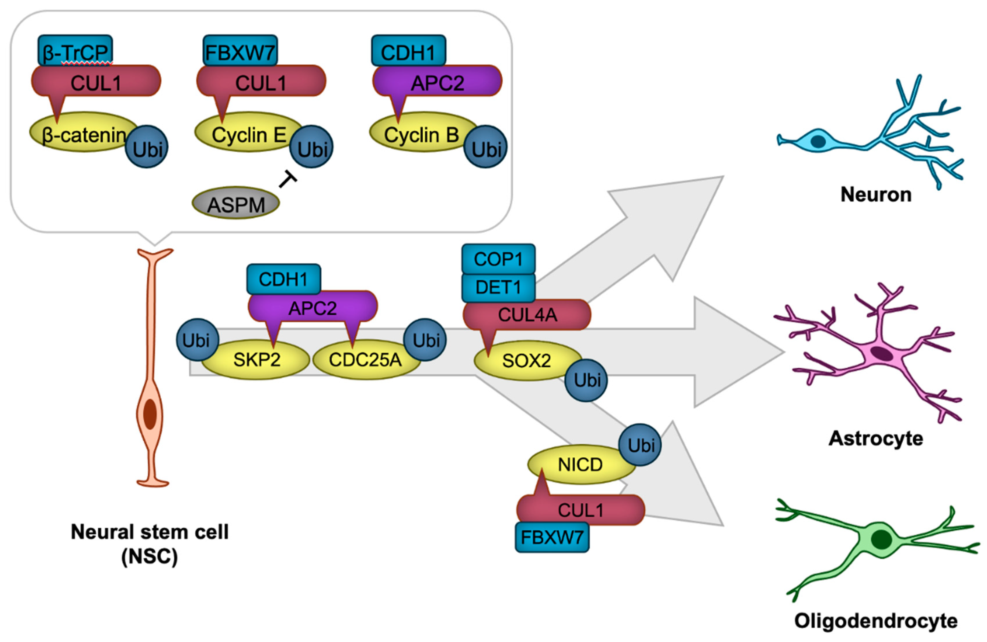 Preprints 151609 g003