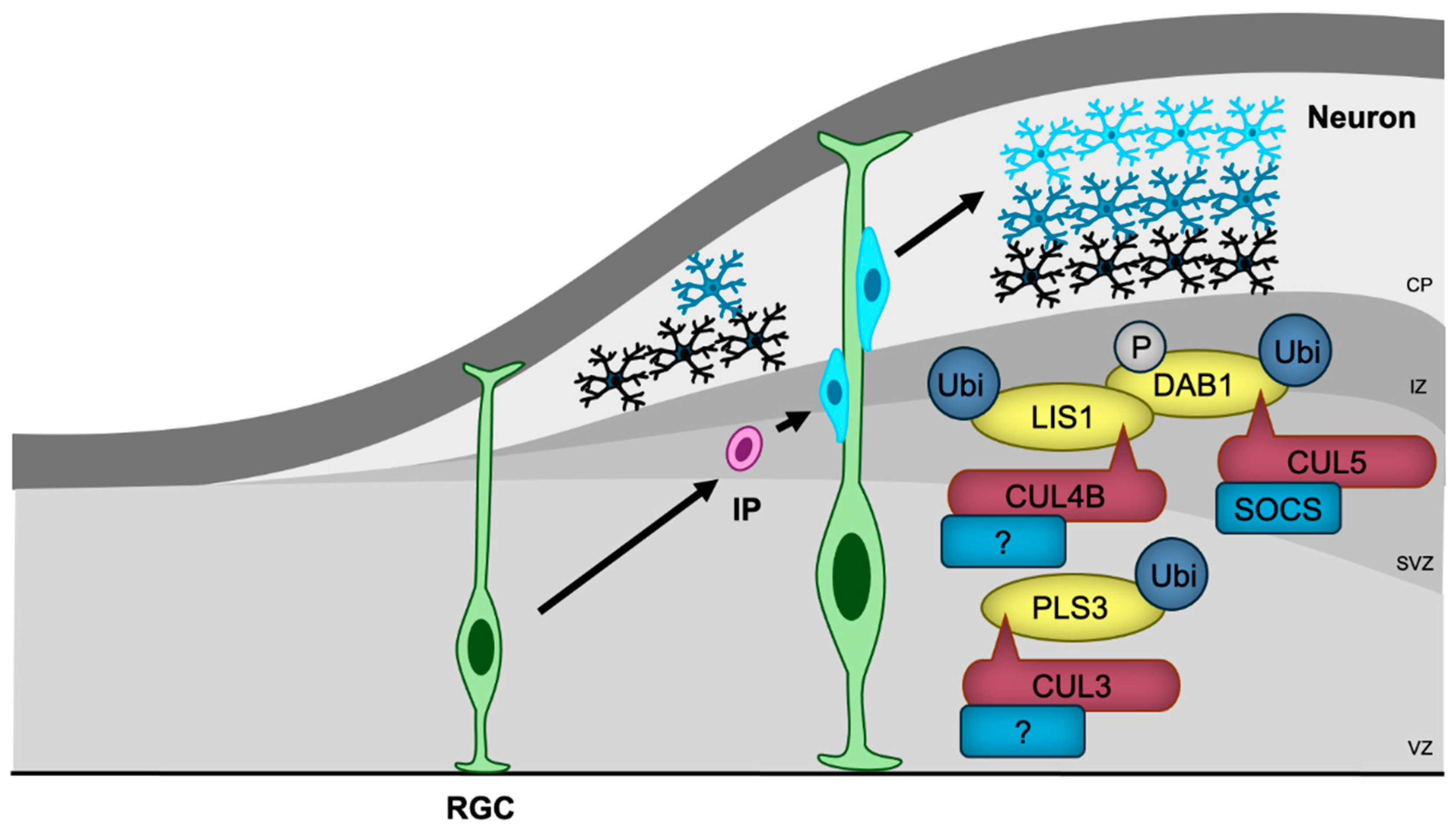 Preprints 151609 g005