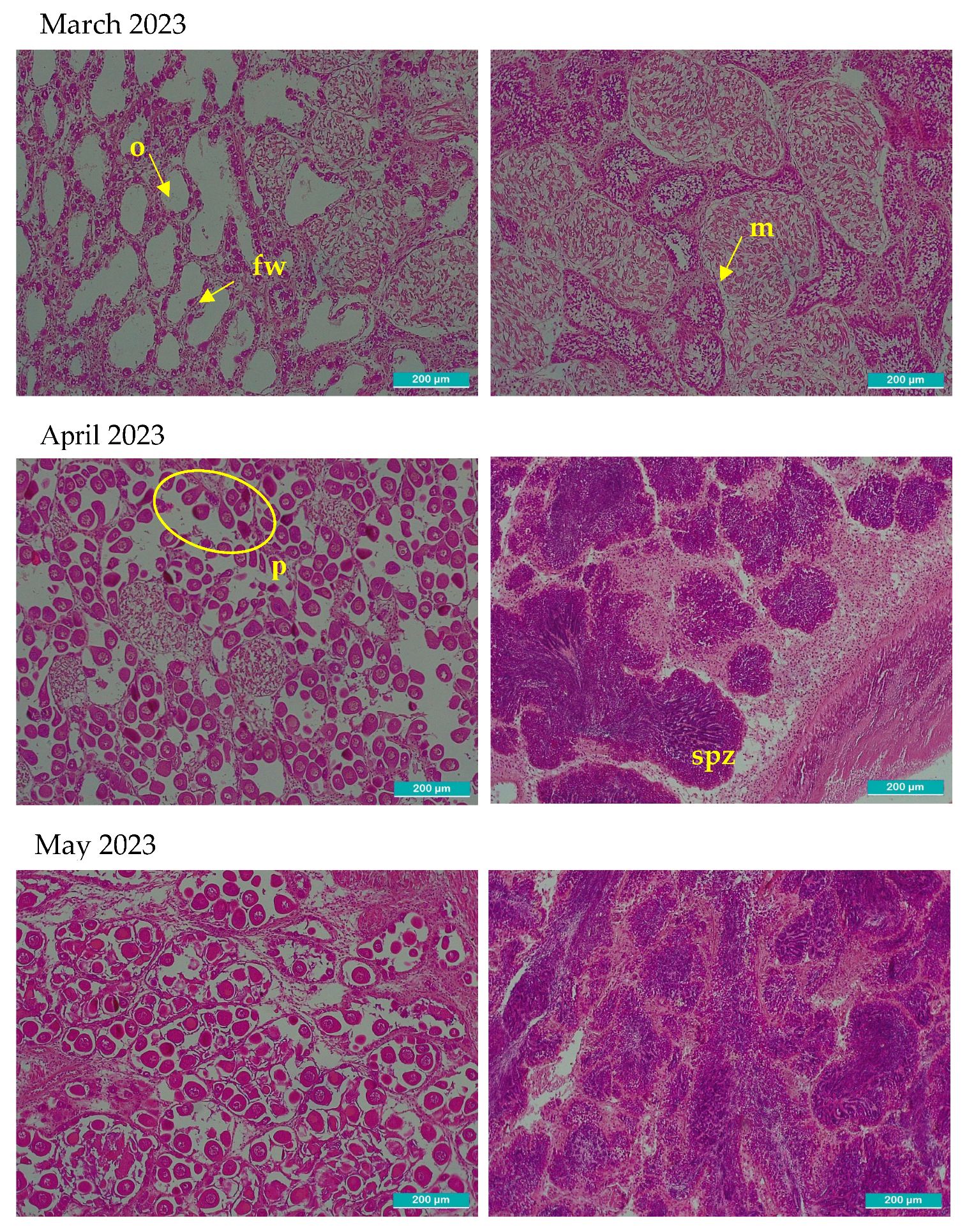 Preprints 190581 g002a
