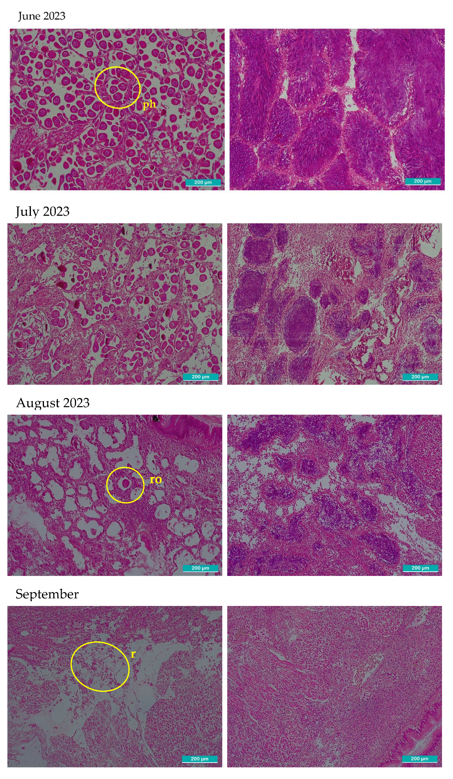 Preprints 190581 g002b