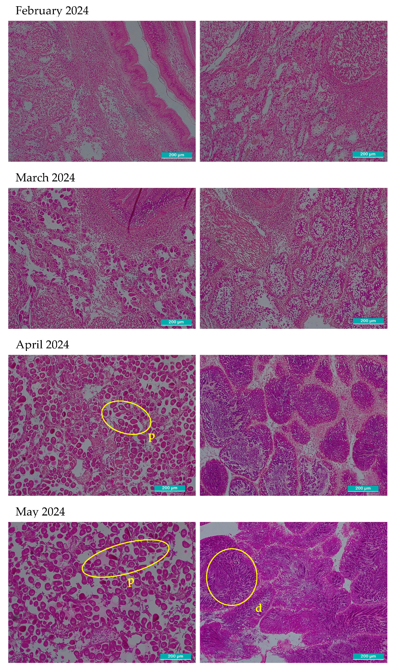 Preprints 190581 g002c
