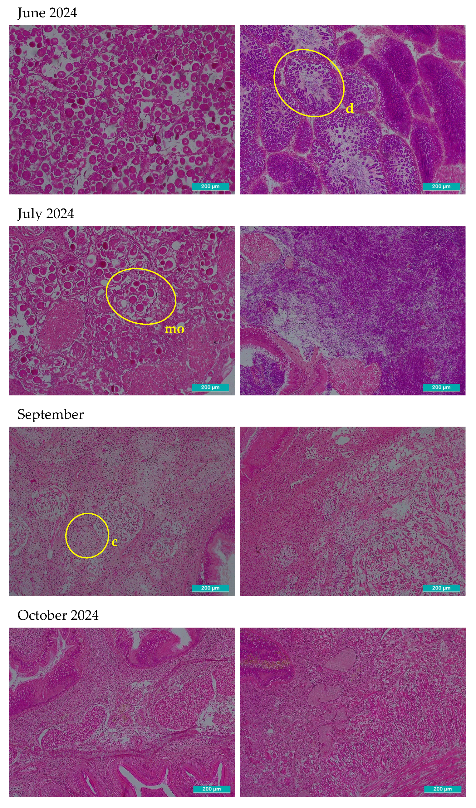 Preprints 190581 g002d