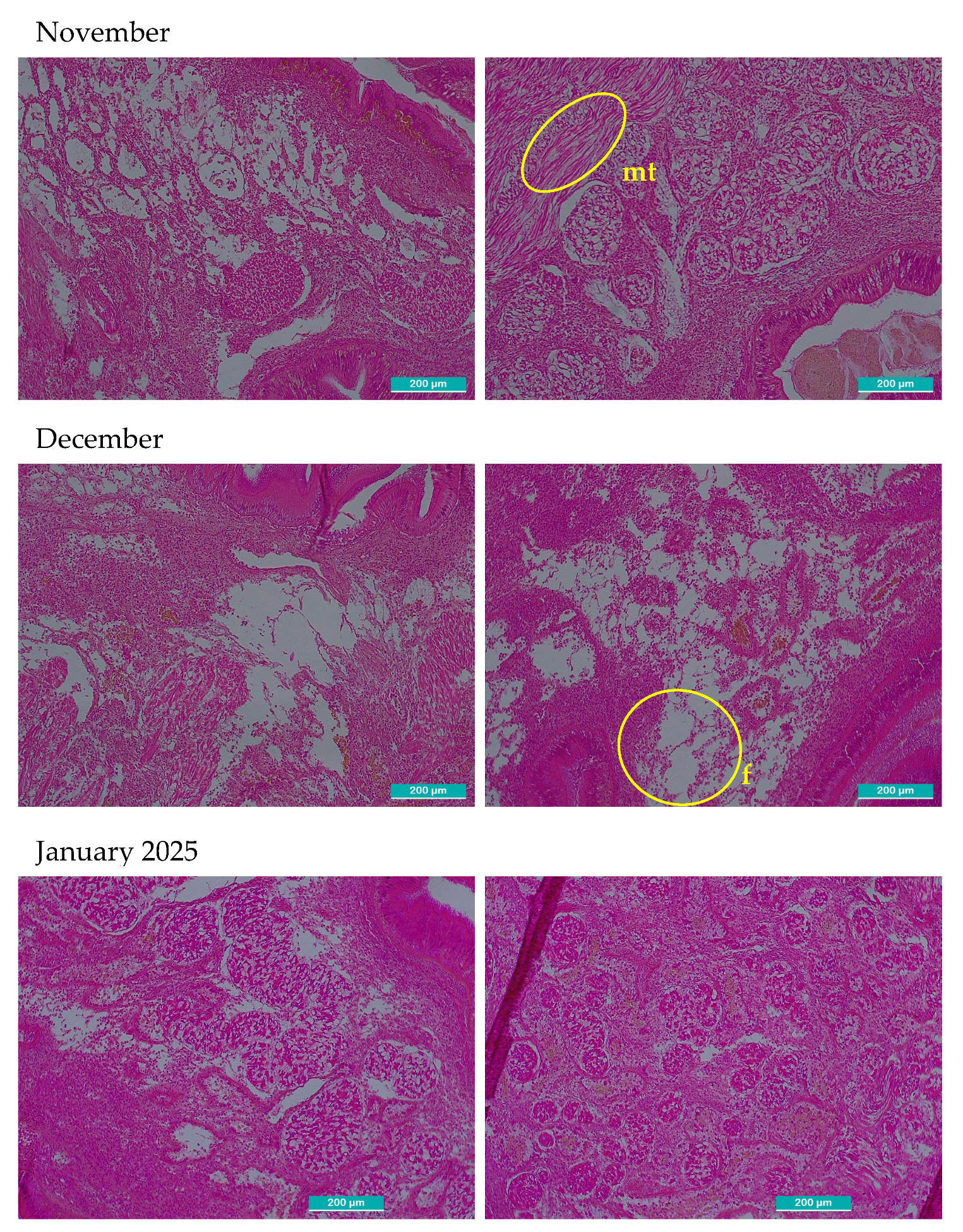 Preprints 190581 g002e