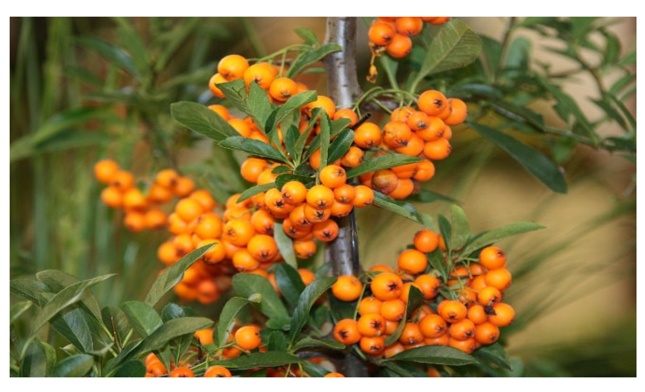 Preprints 158327 g002b