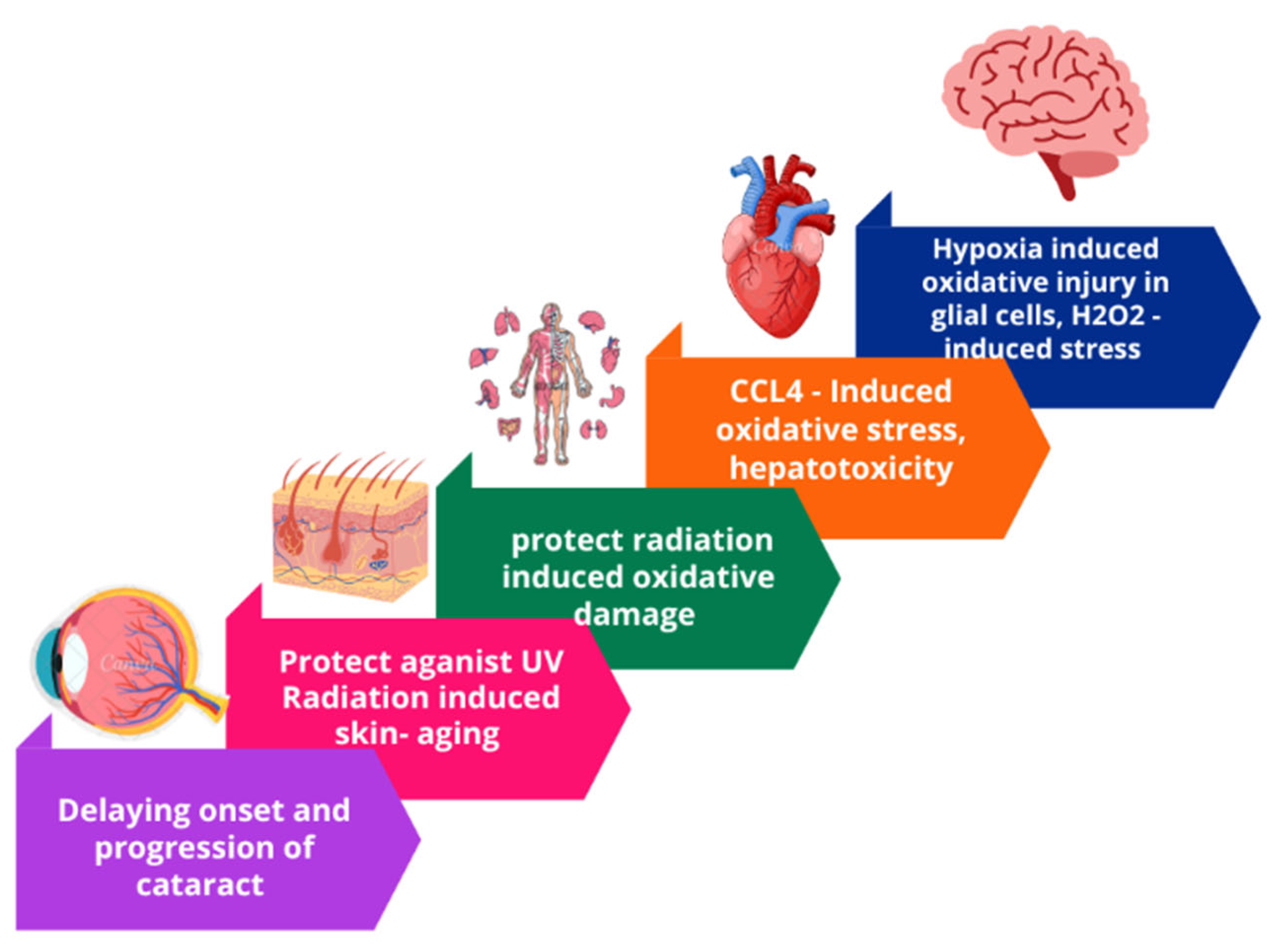 Preprints 158327 g011