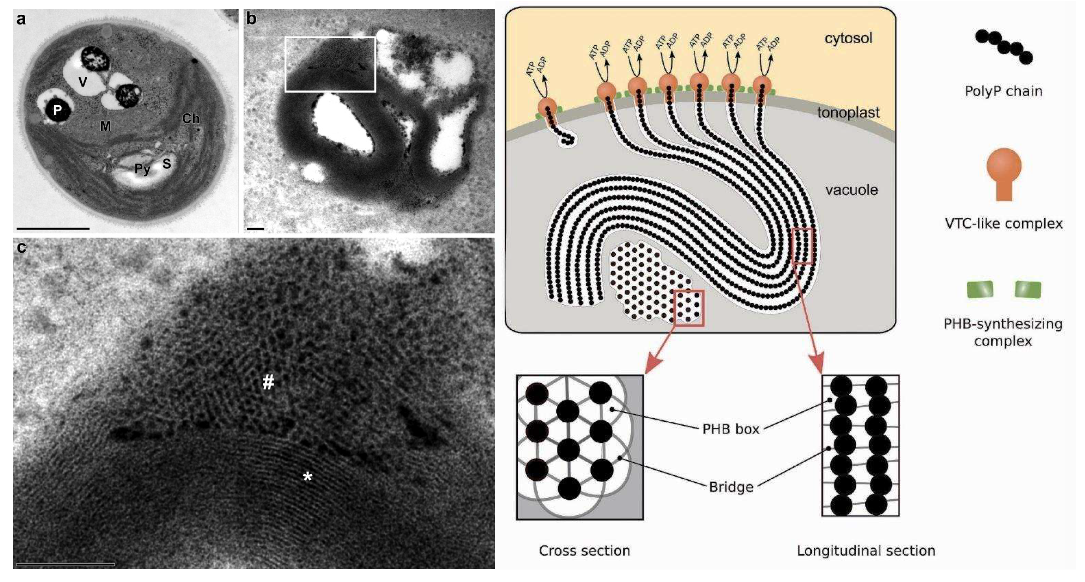 Preprints 174864 g002