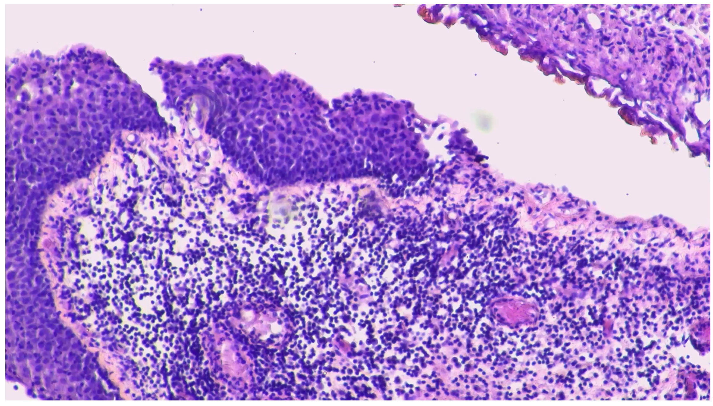 Preprints 139238 g004