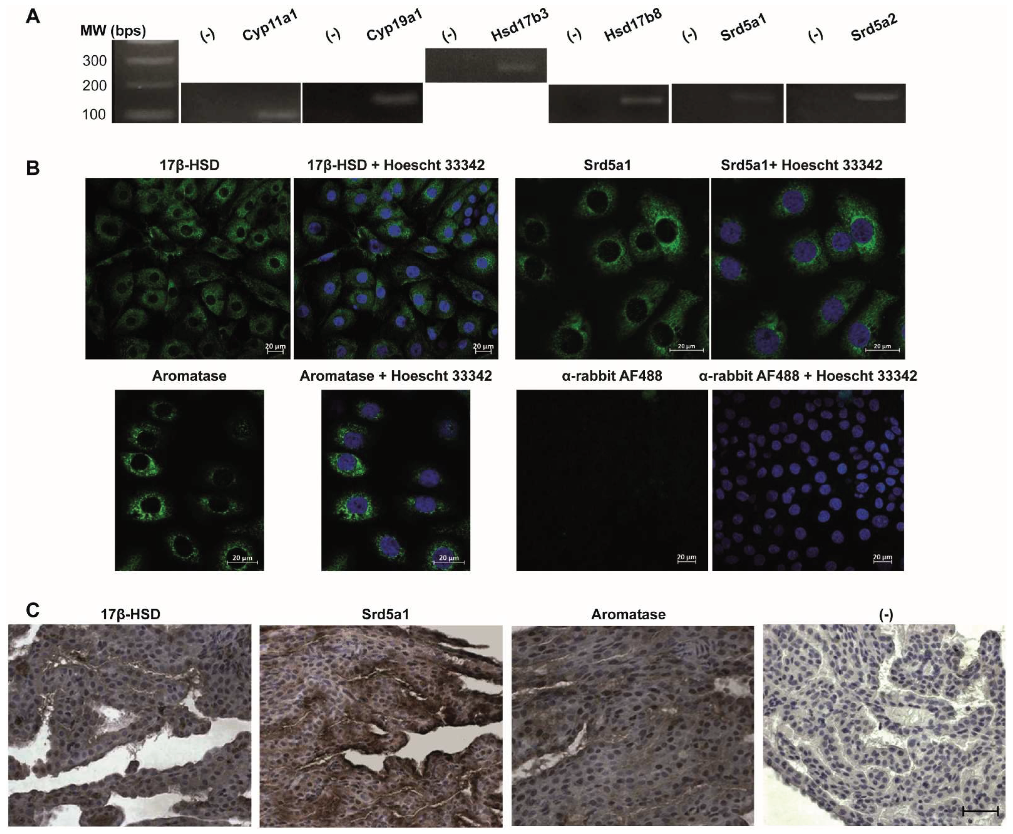 Preprints 161205 g001
